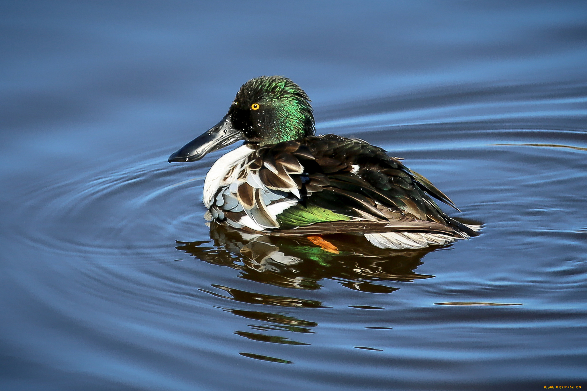 животные, утки, утка, вода