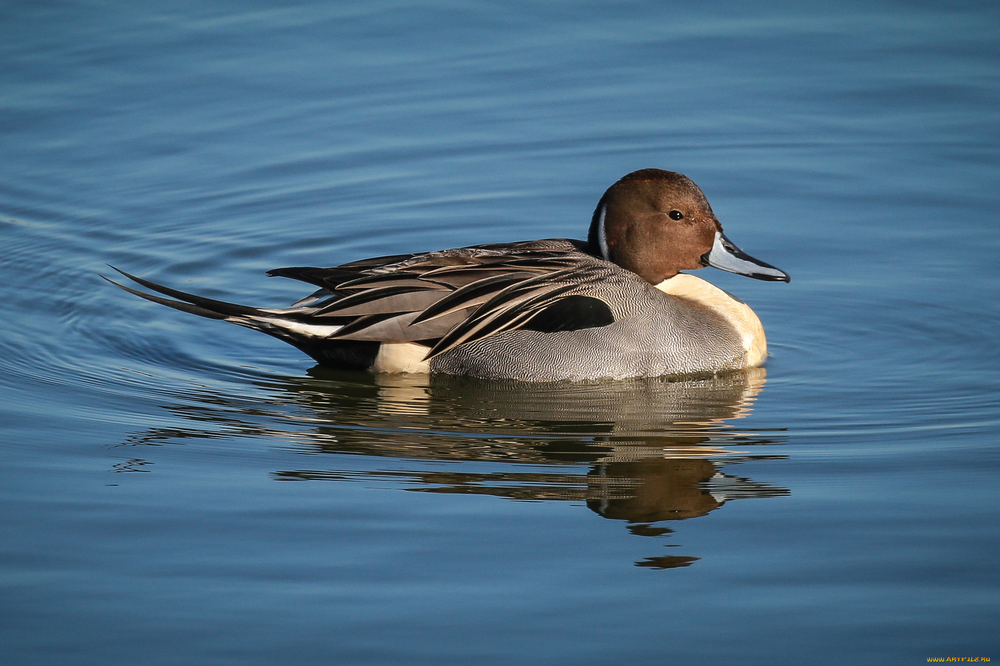 животные, утки, утка, вода