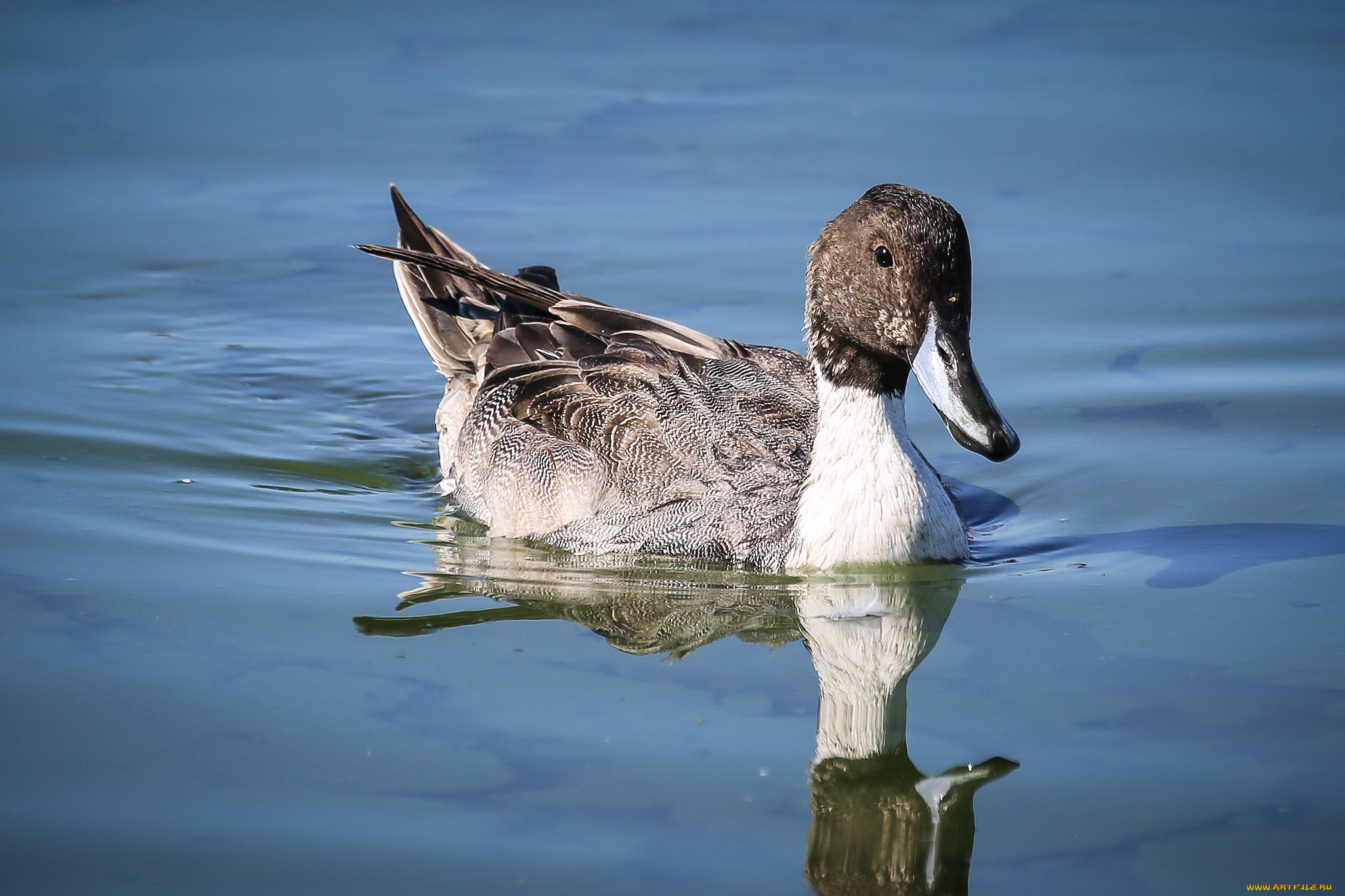 животные, утки, вода, утка