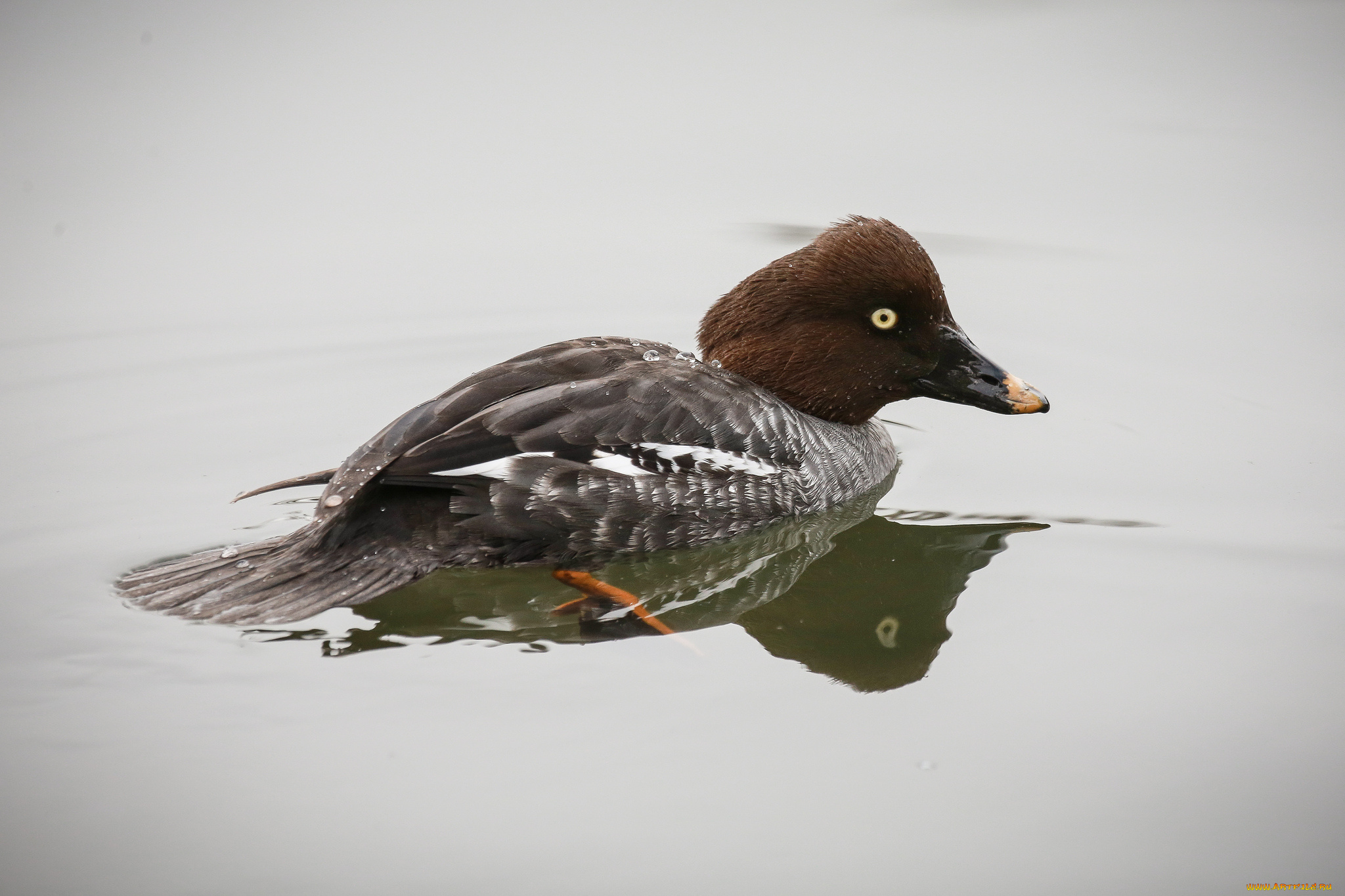 животные, утки, вода, утка