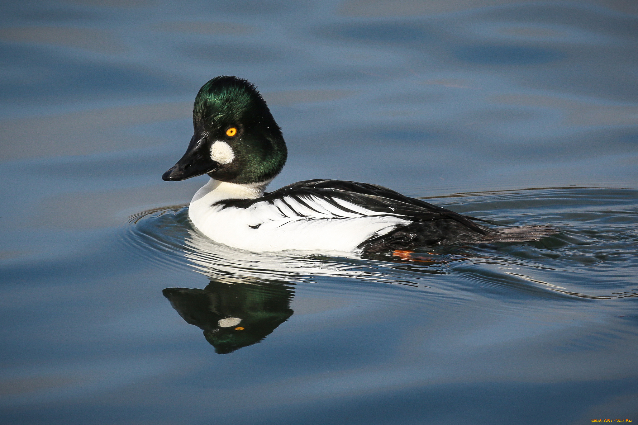 животные, утки, вода, утка