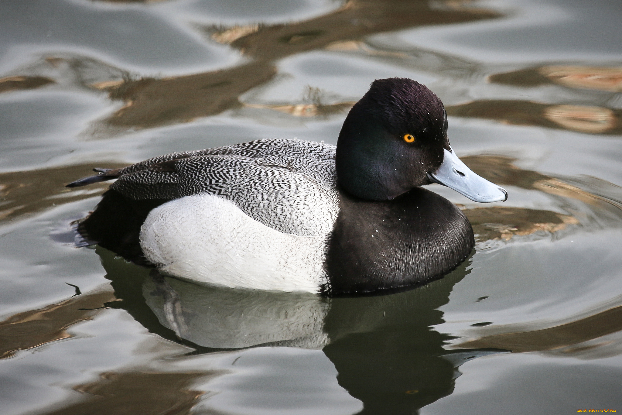 животные, утки, утка, вода