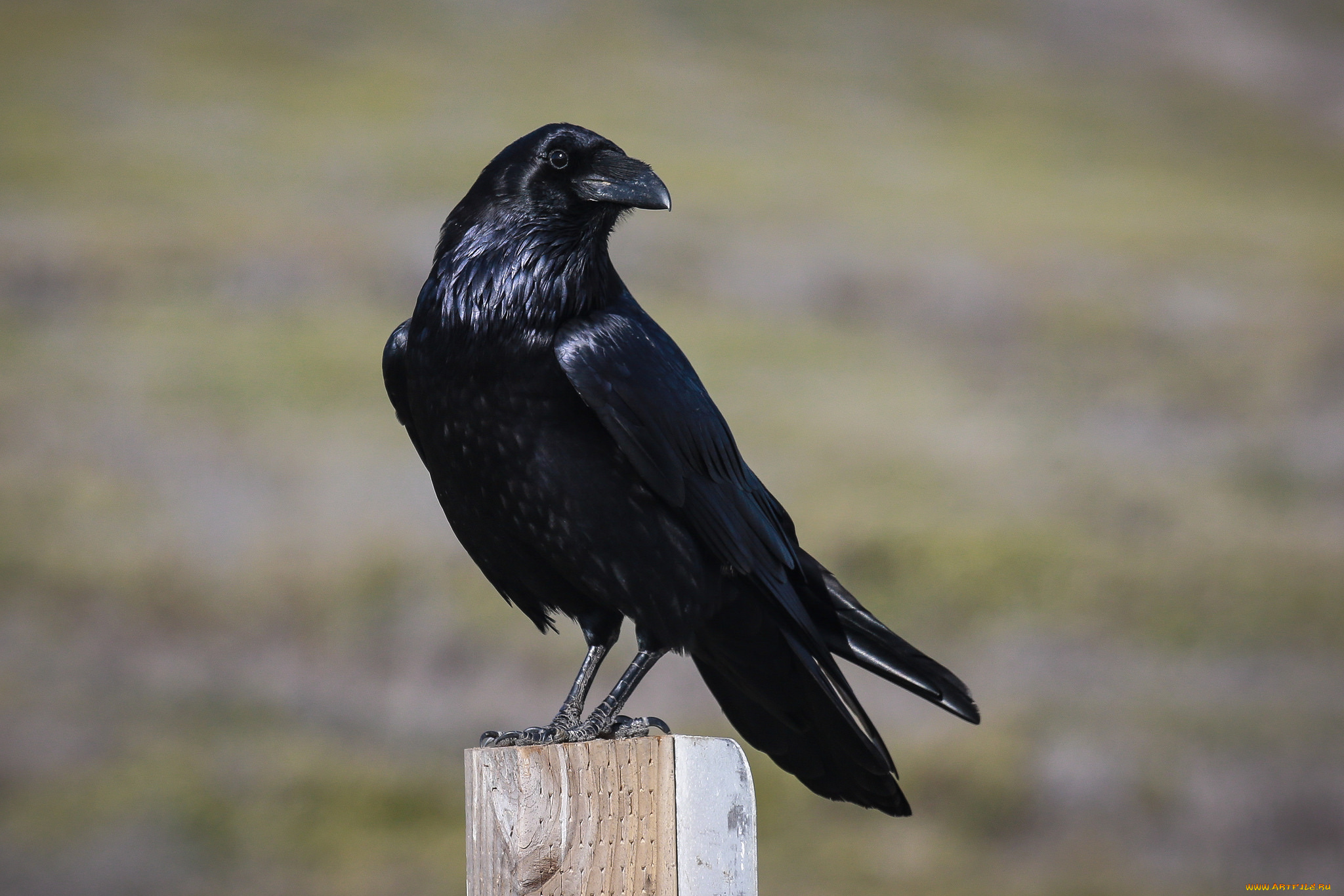 животные, вороны, , грачи, , галки, ворон, черный