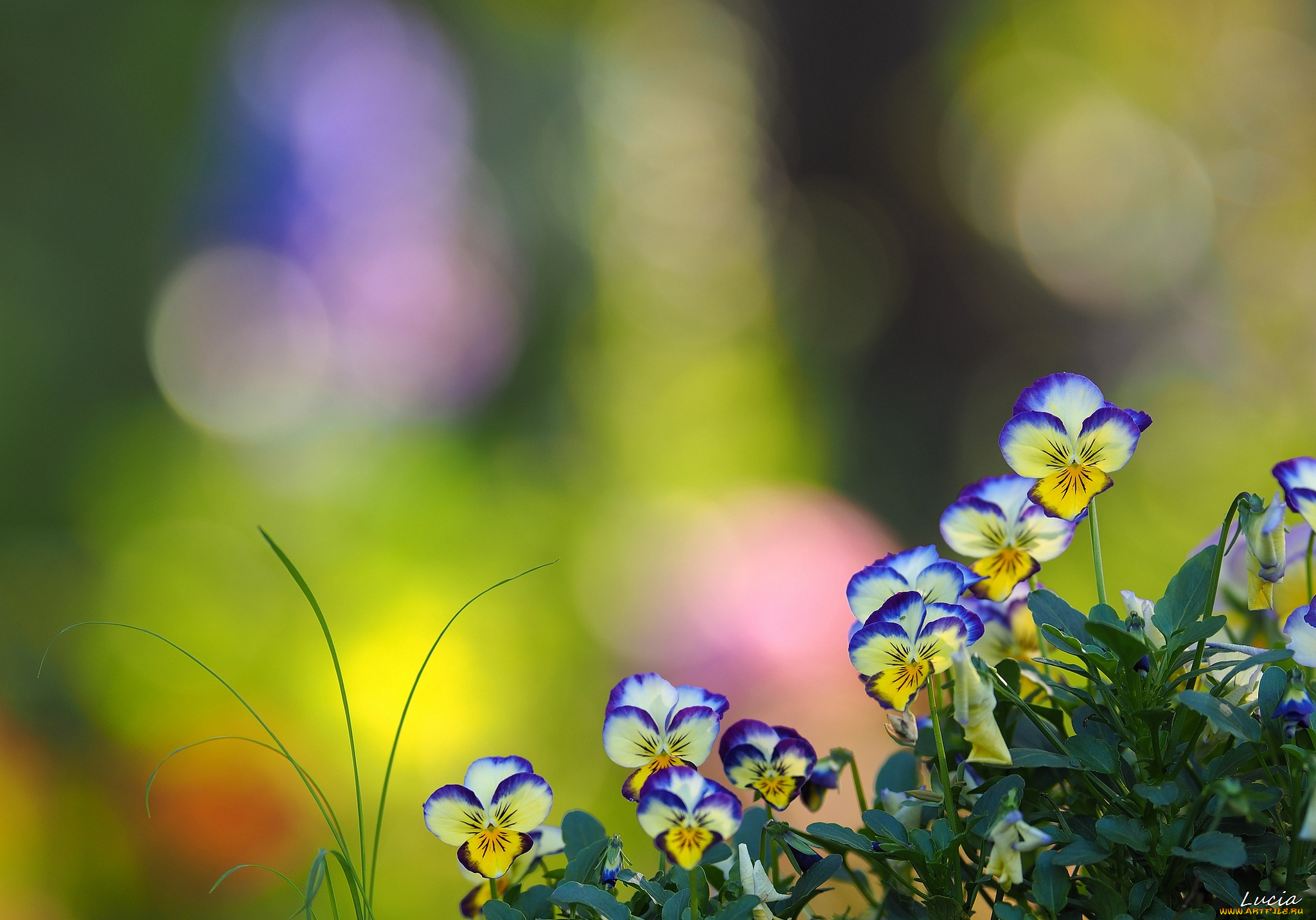 цветы, анютины, глазки, , садовые, фиалки, виола