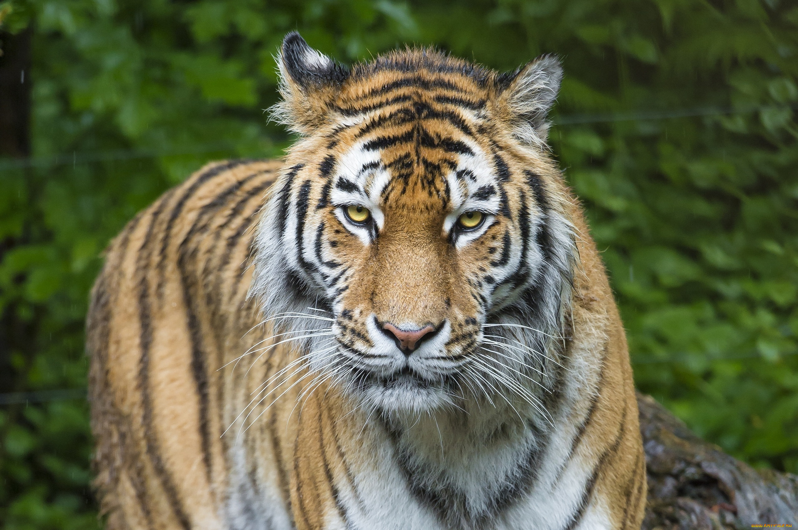 животные, тигры, кошка, морда