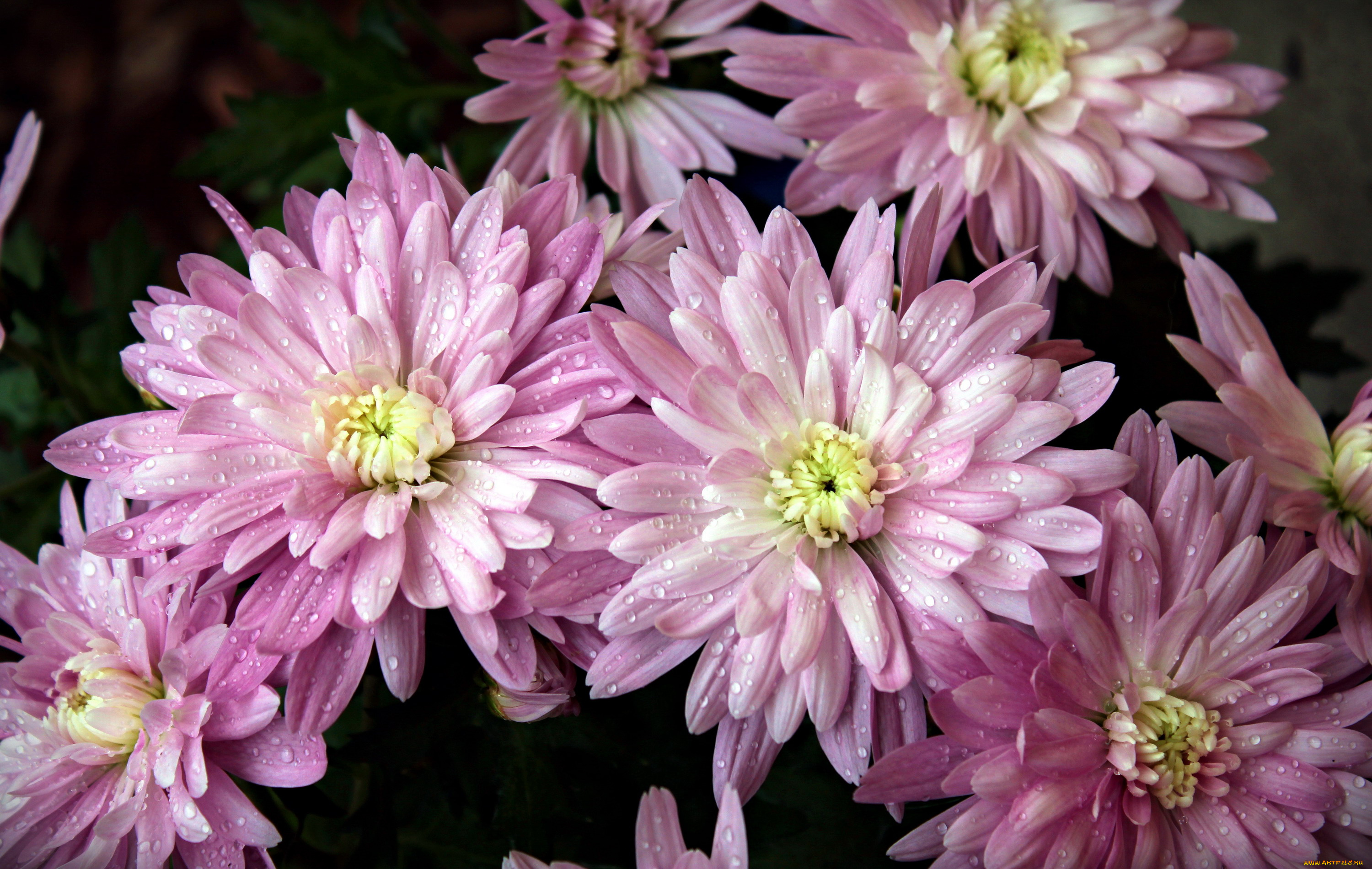 цветы, хризантемы, капли