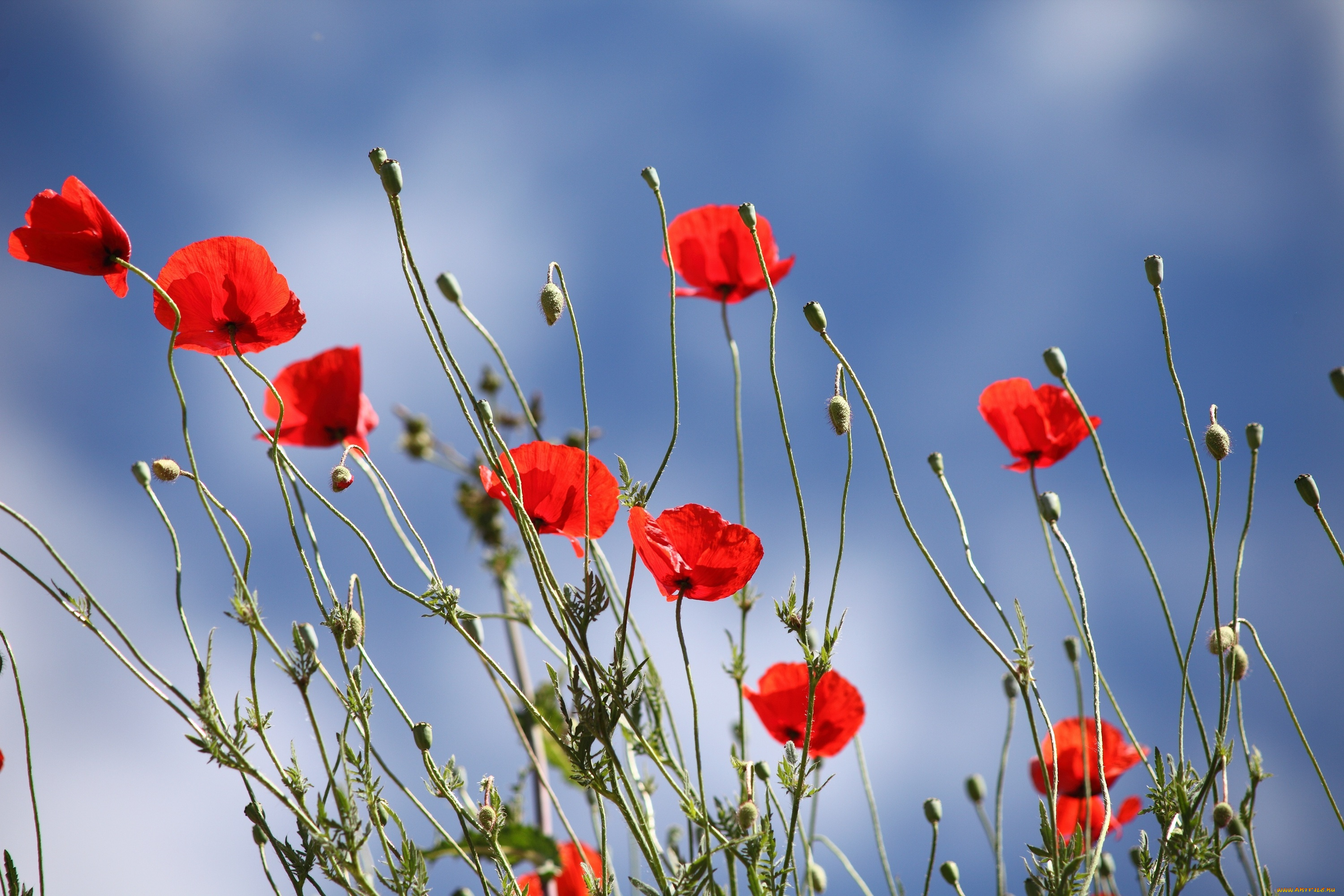 цветы, маки, лето, небо, красные