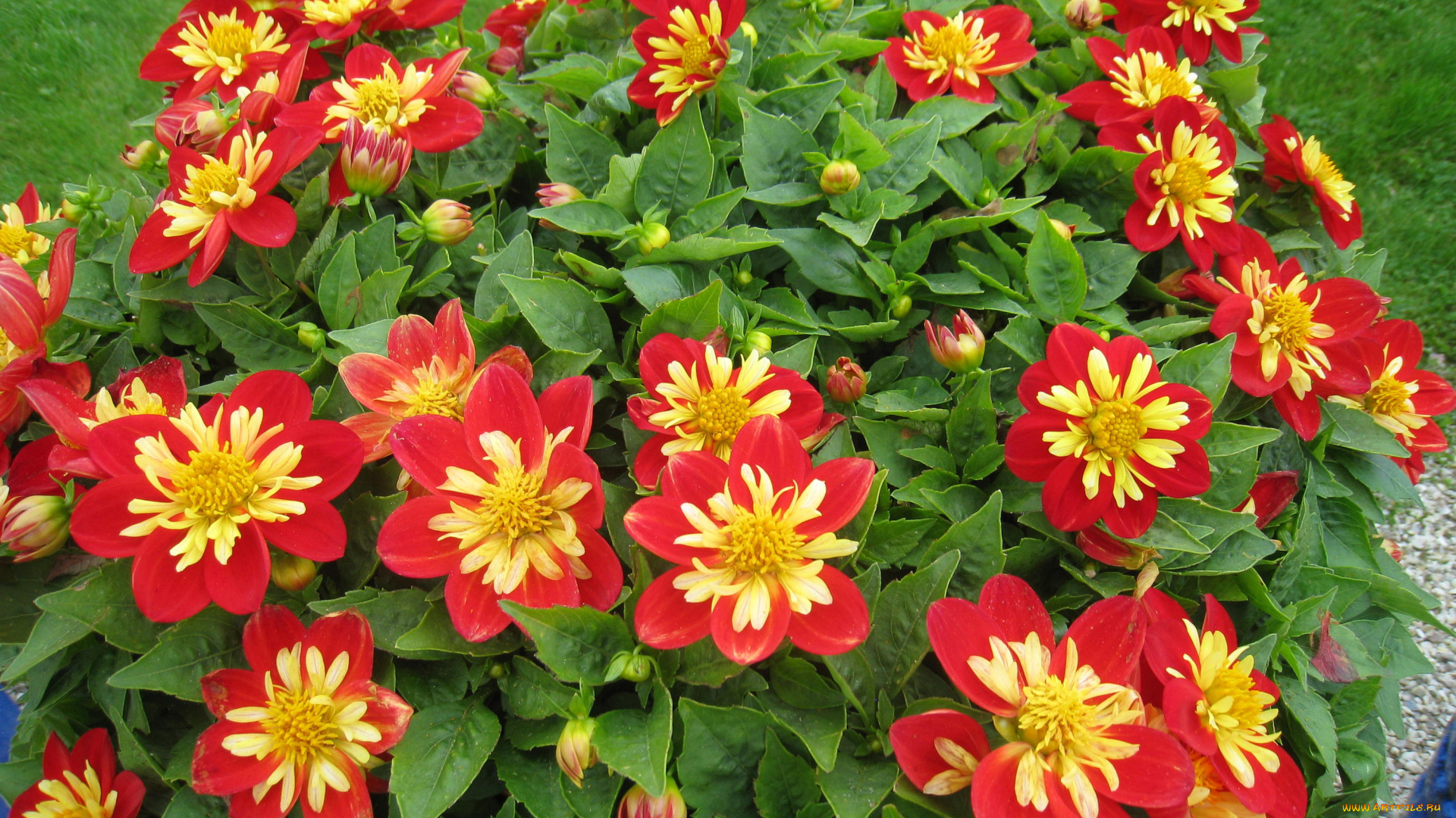 цветы, георгины, красный, желтый, зеленый