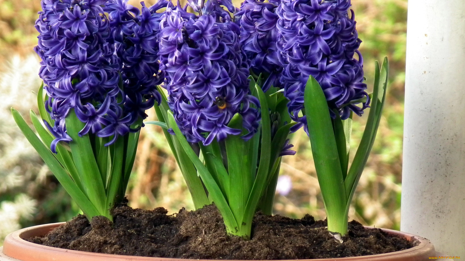 цветы, гиацинты, синий