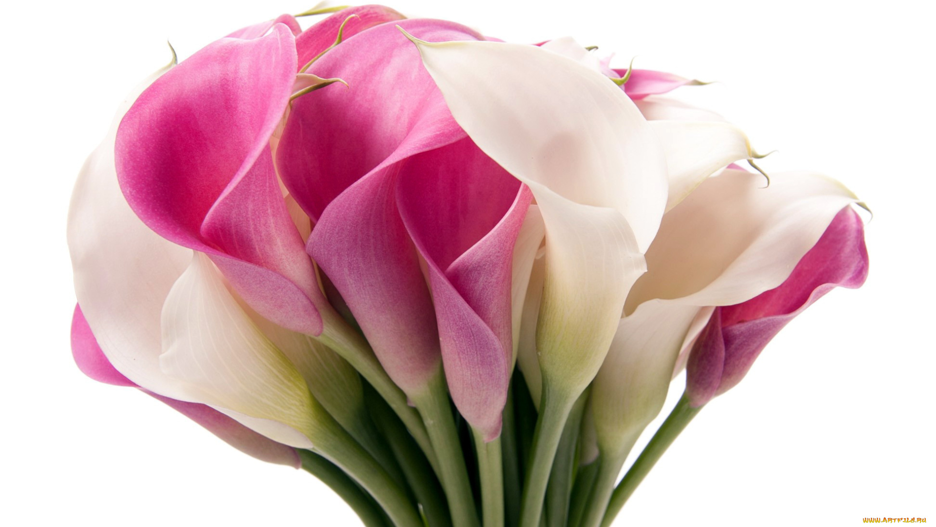 цветы, каллы, белый, розовый