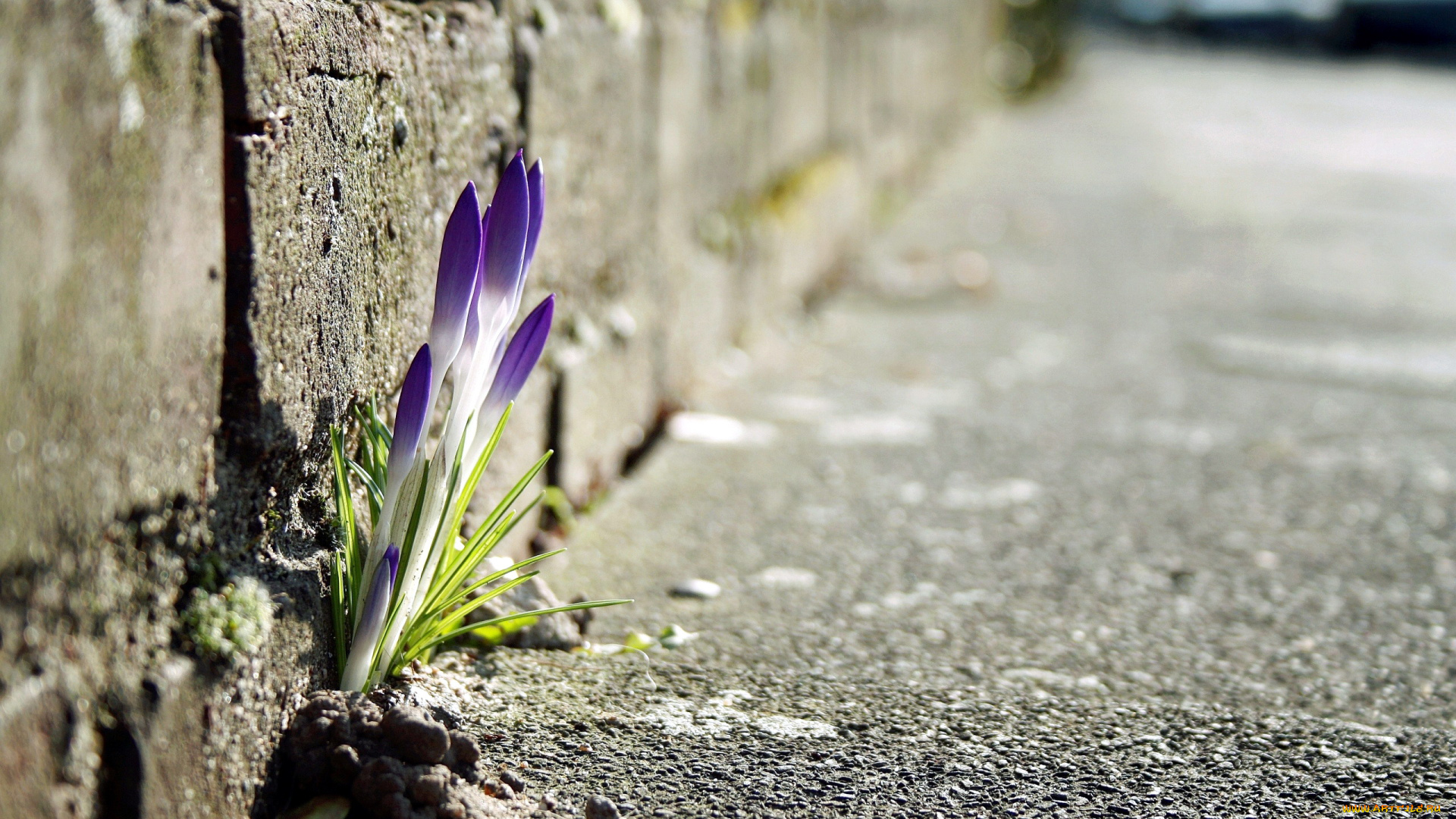 цветы, крокусы, весна