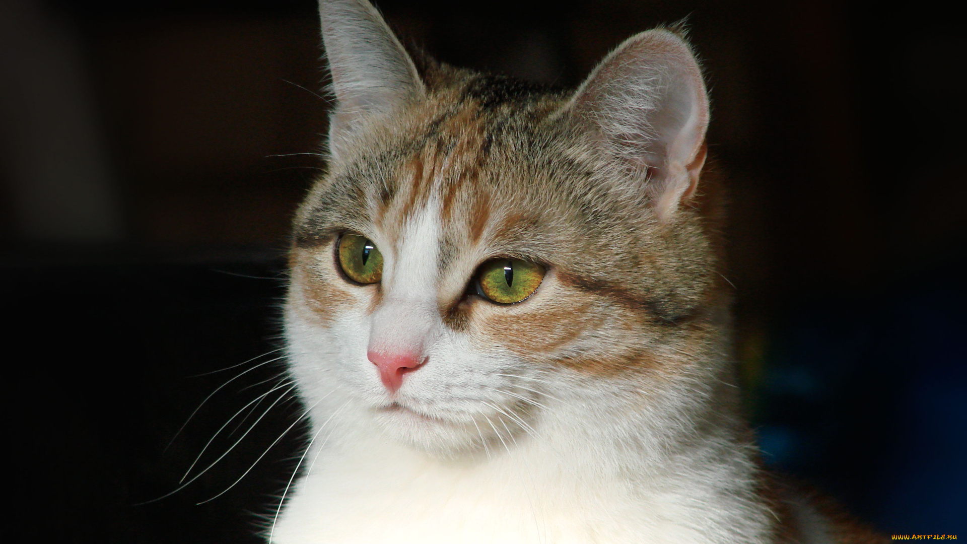 кошка, животные, коты, на, рабочий, стол