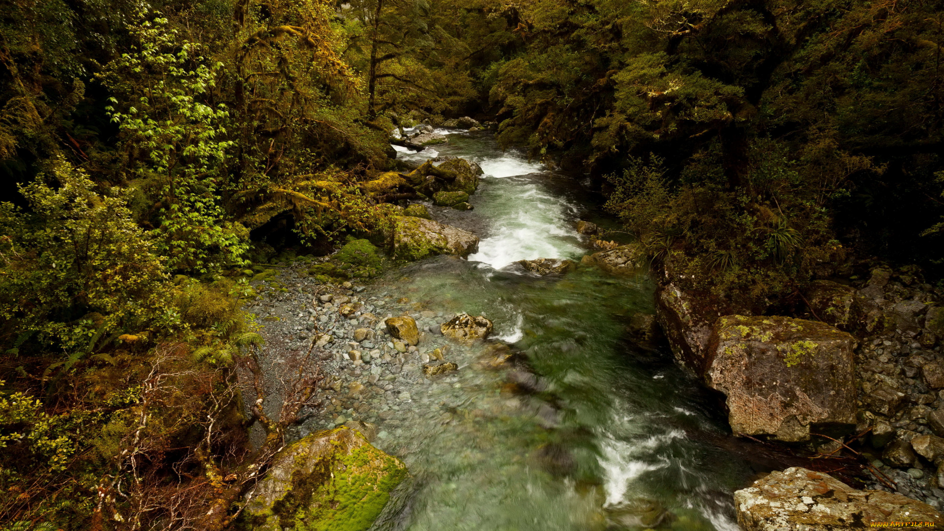 new, zealand, , fiordland, national, park, природа, реки, озера, park, fiordland, кусты, парк, река, лес