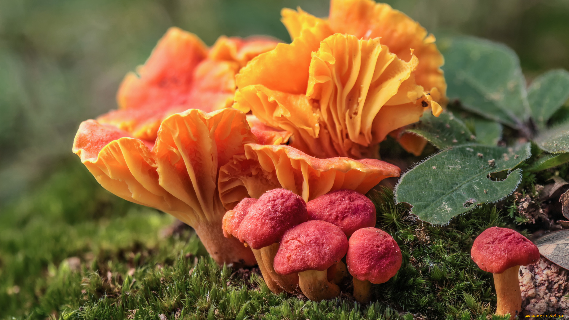 природа, грибы, оранжевые, макро