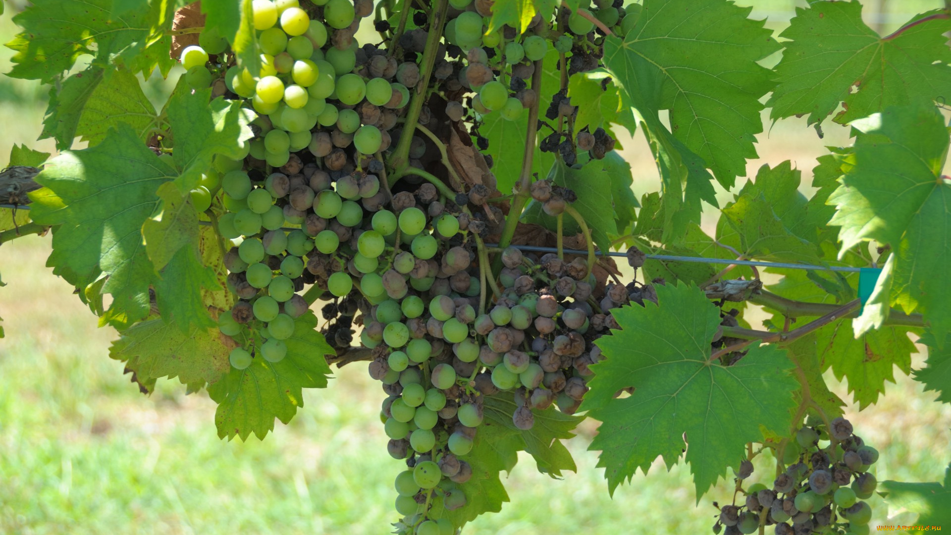 природа, Ягоды, , виноград, гроздь, листья, лоза