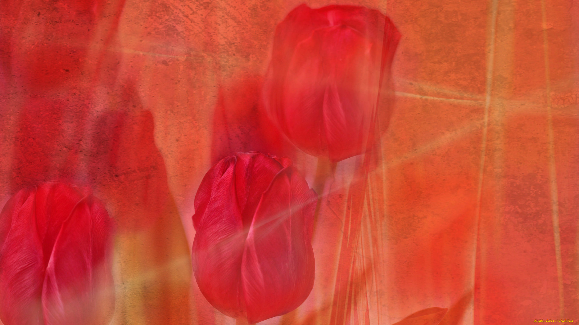 разное, компьютерный, дизайн, цветы, линии, штрих, тюльпан