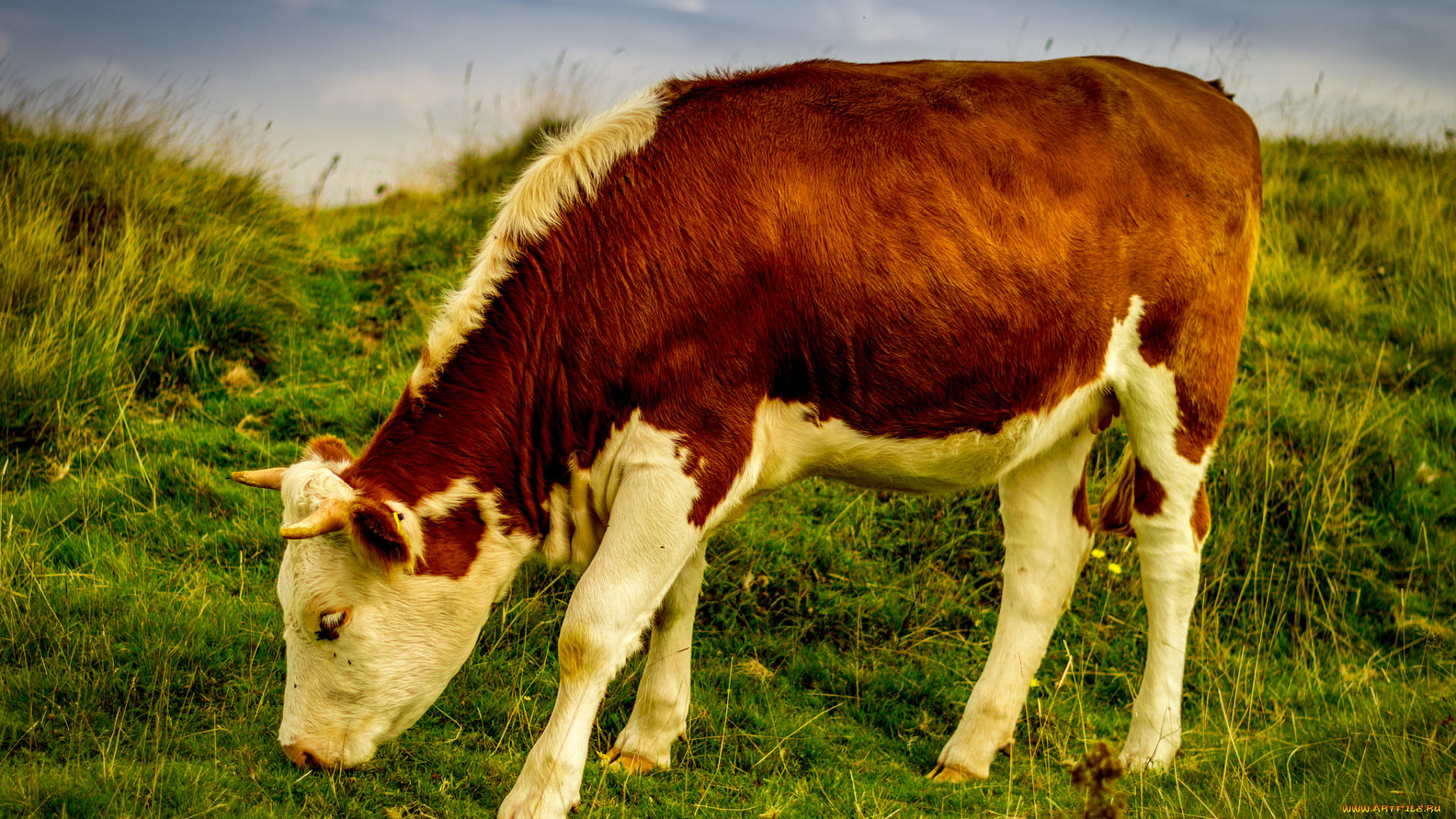 животные, коровы, , буйволы, корова, небо, луг, трава, пасдбище