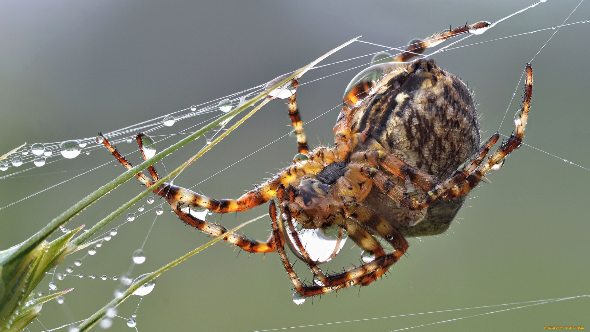животные, пауки, паутина, паук, капли, роса, насекомое, утро, зелёный, фон, макро