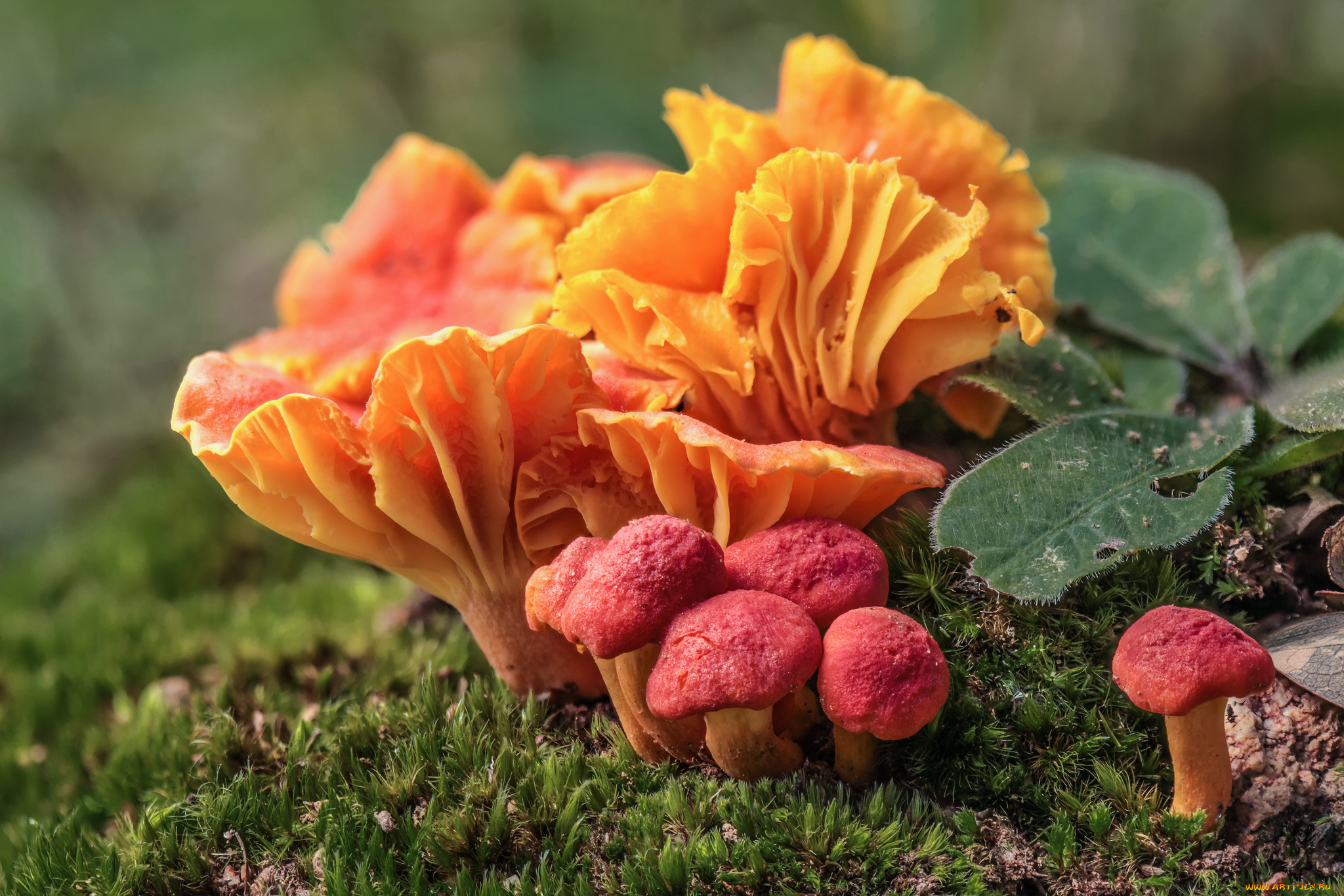 природа, грибы, оранжевые, макро