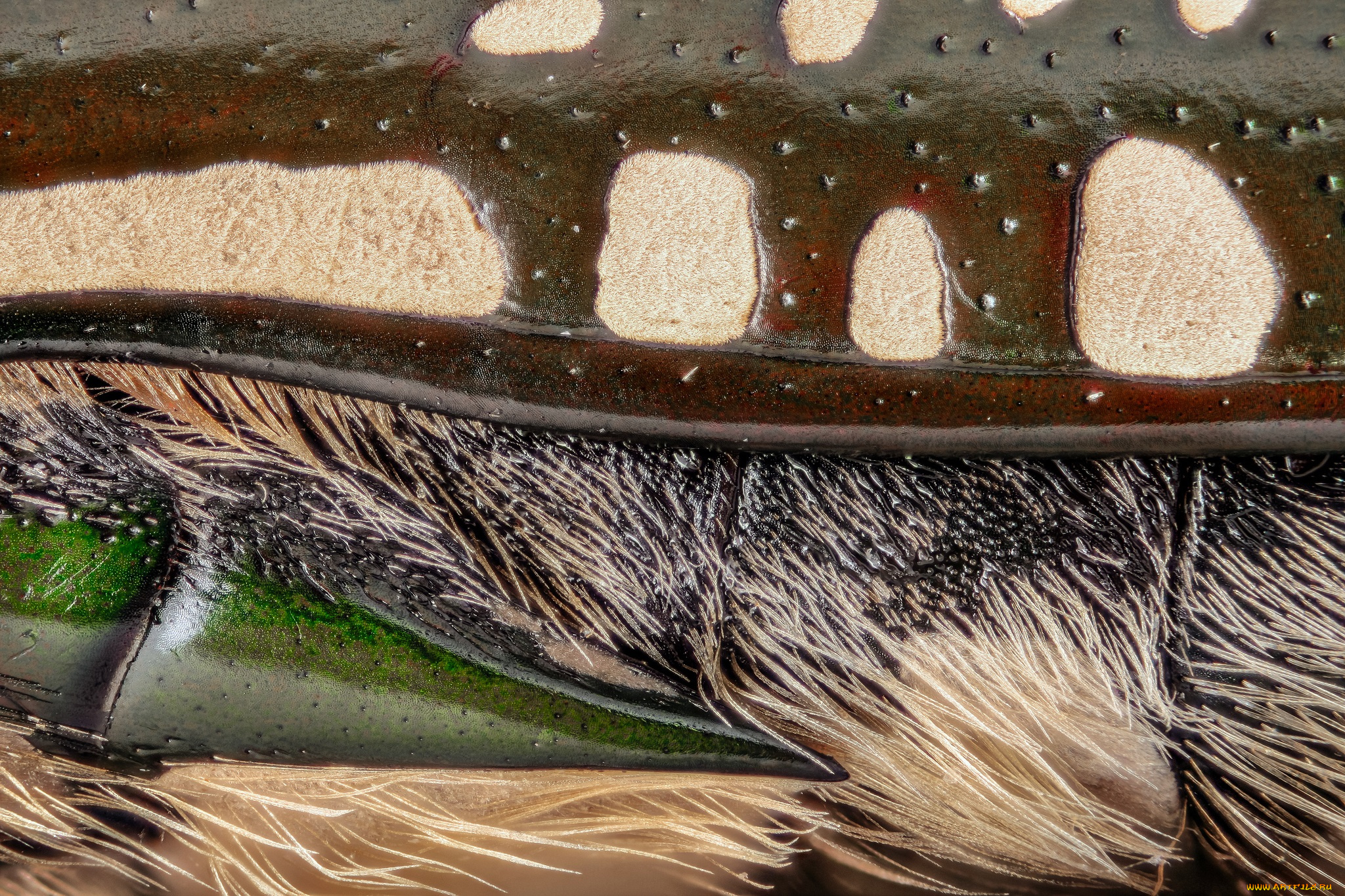 разное, текстуры, текстура, макро