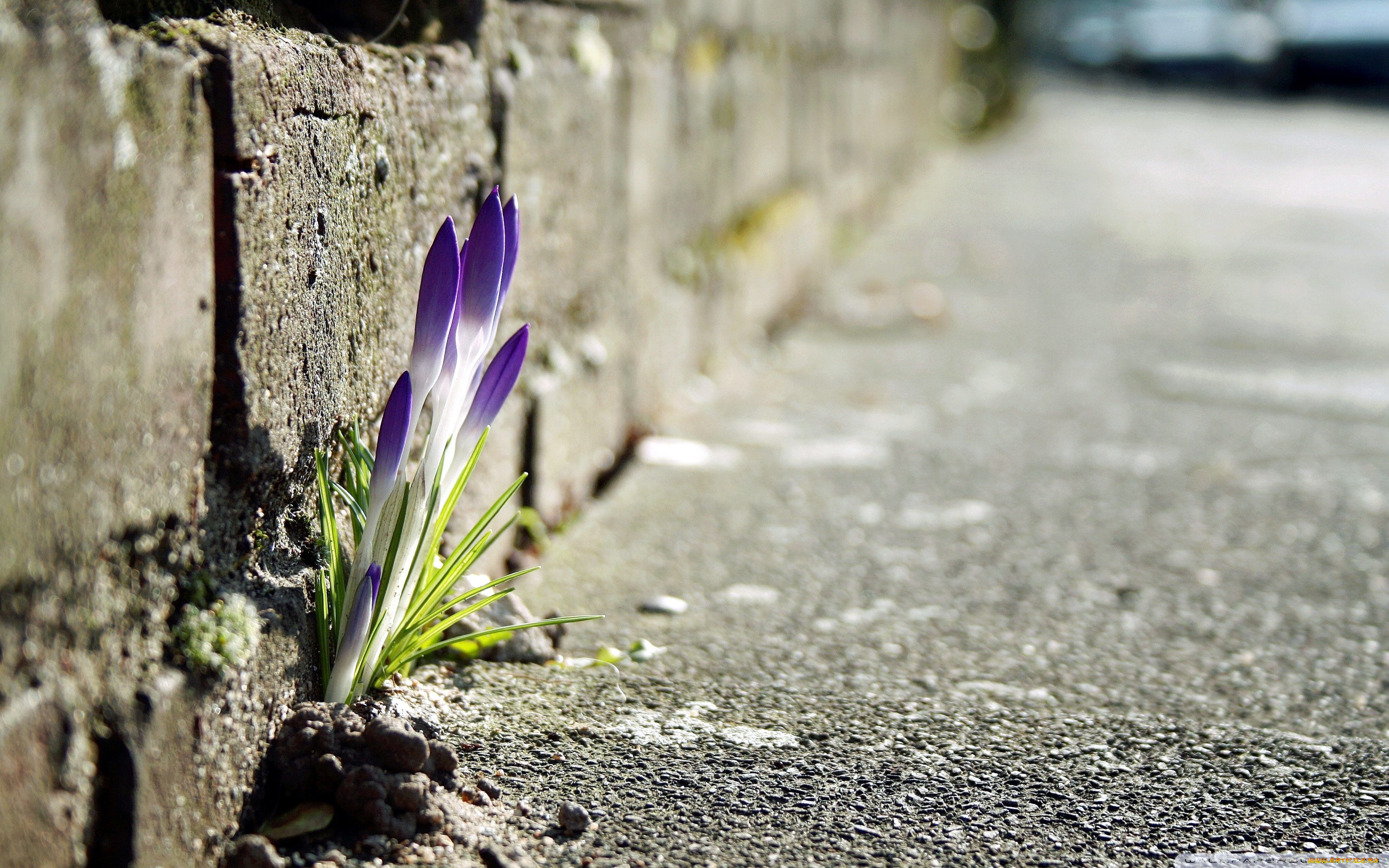 цветы, крокусы, весна