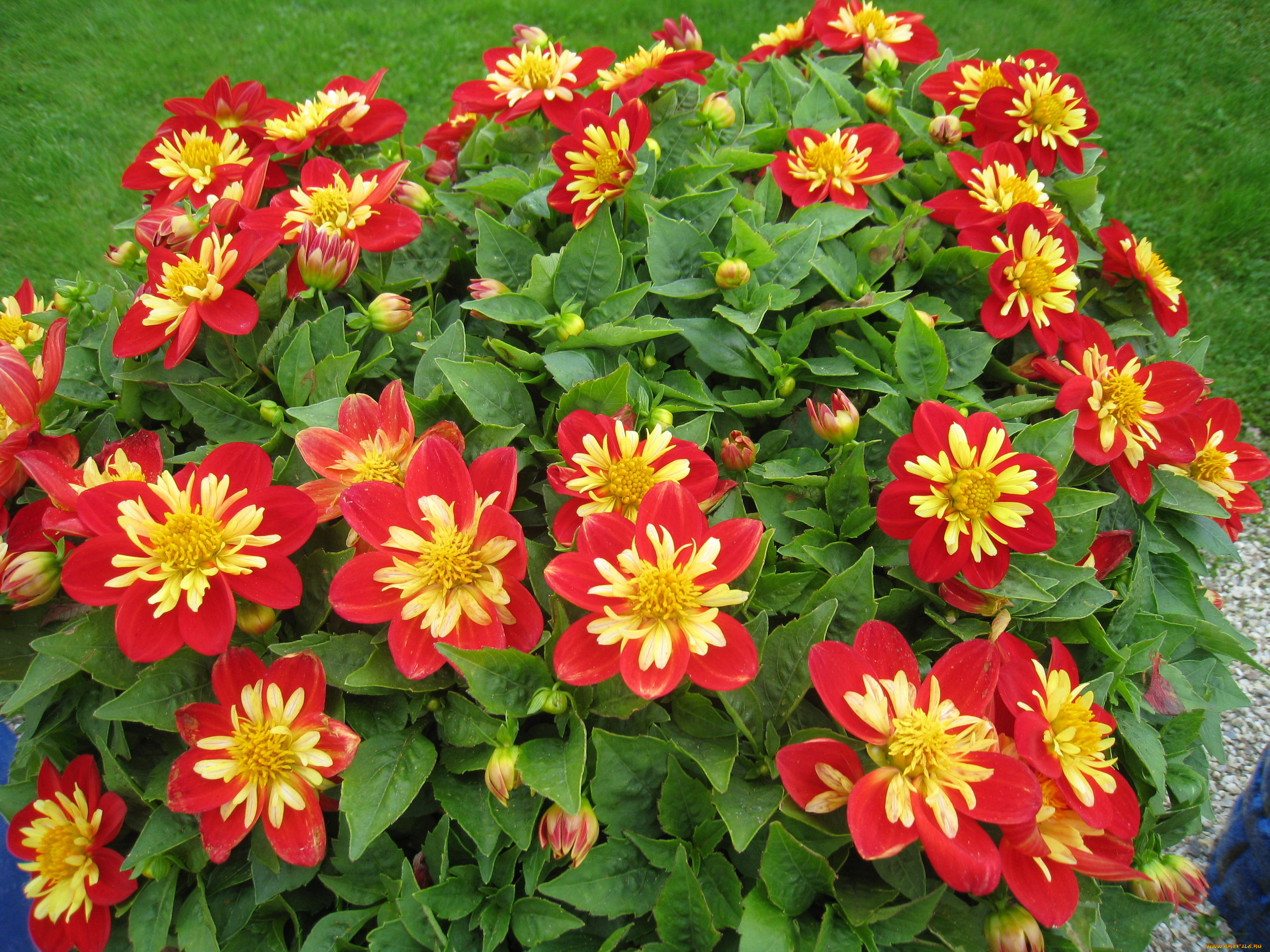 цветы, георгины, красный, желтый, зеленый