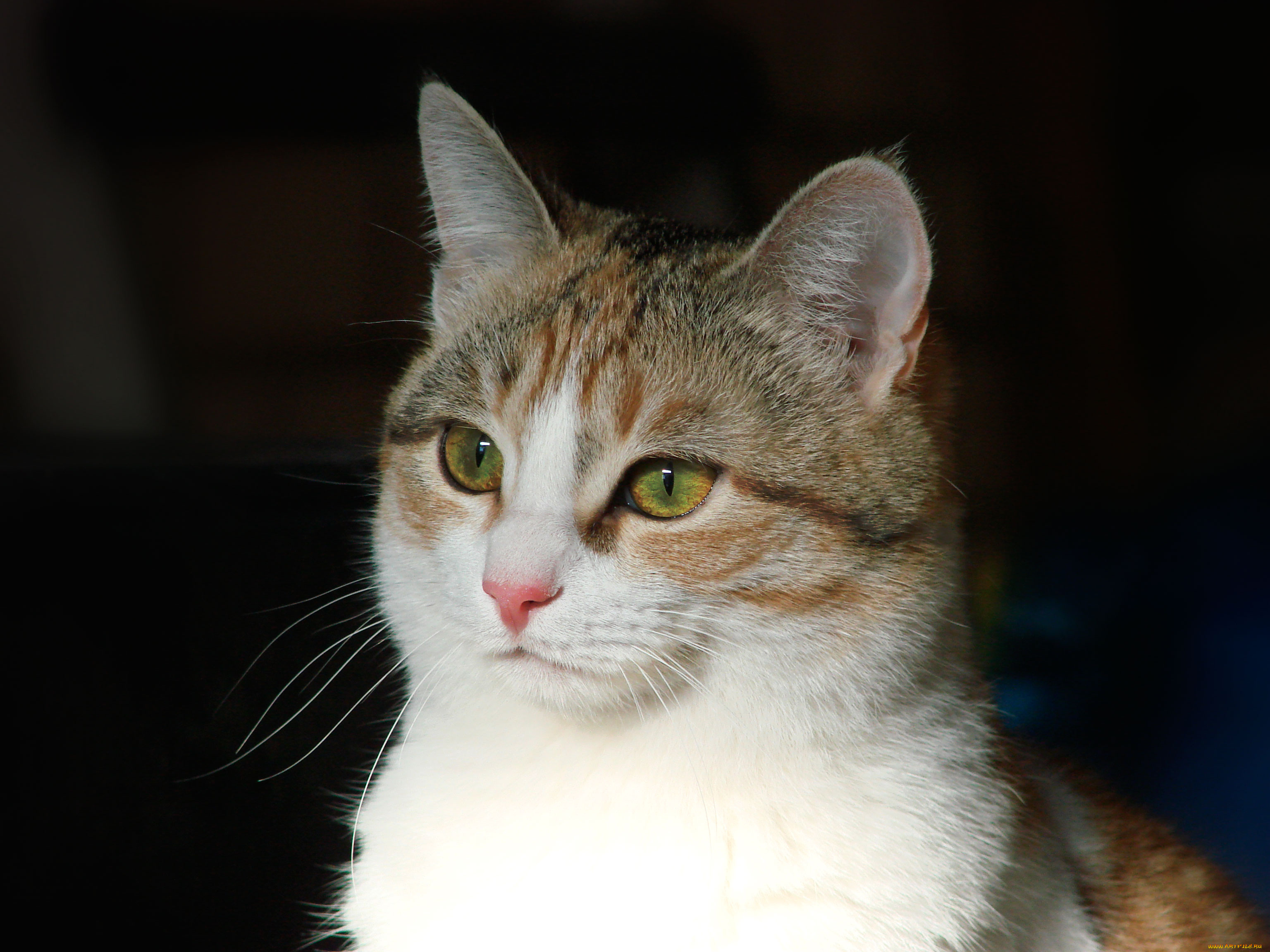 кошка, животные, коты, на, рабочий, стол