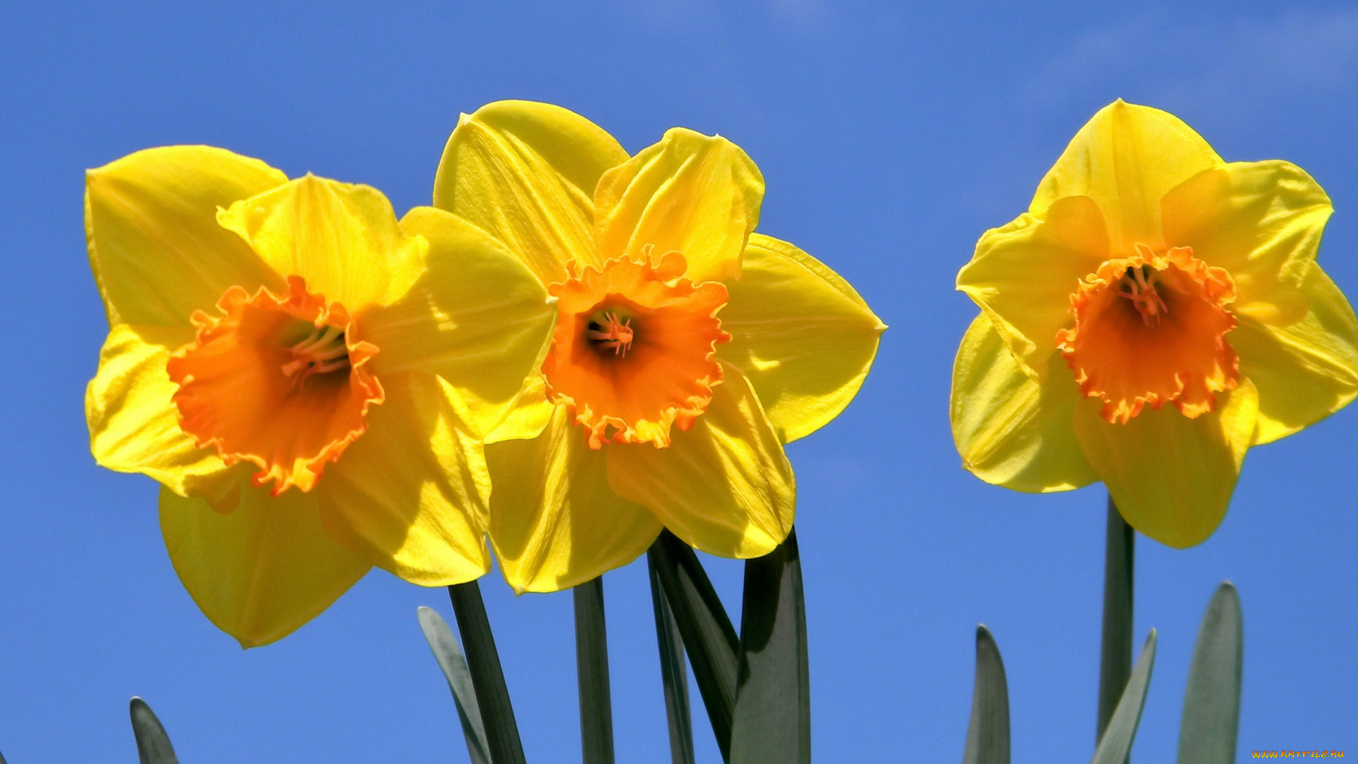цветы, нарциссы, трио, небо, макро