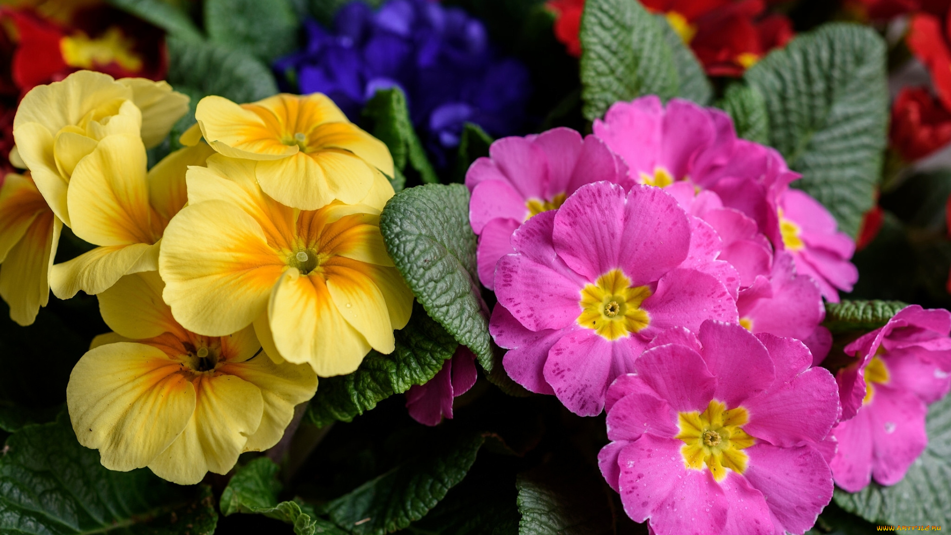 цветы, примулы, примула, первоцвет, макро