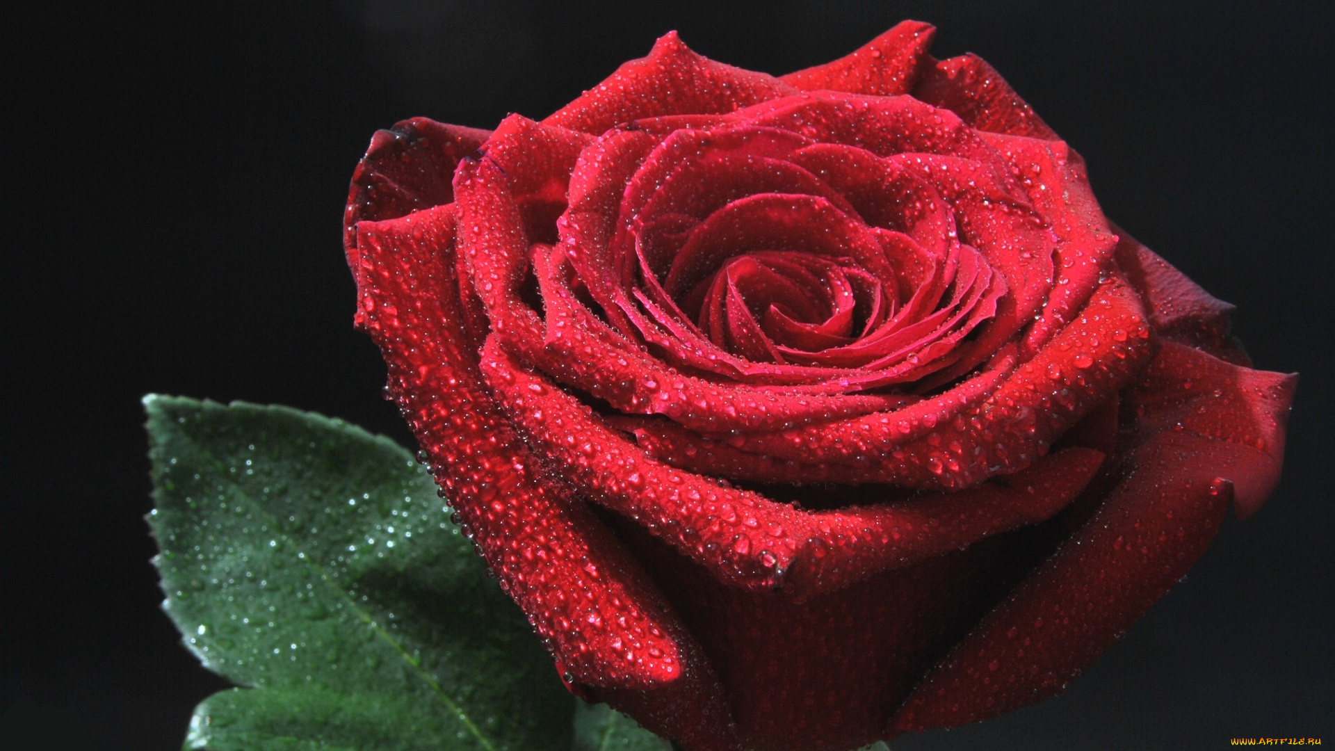 цветы, розы, красный, бутон, роза, капли