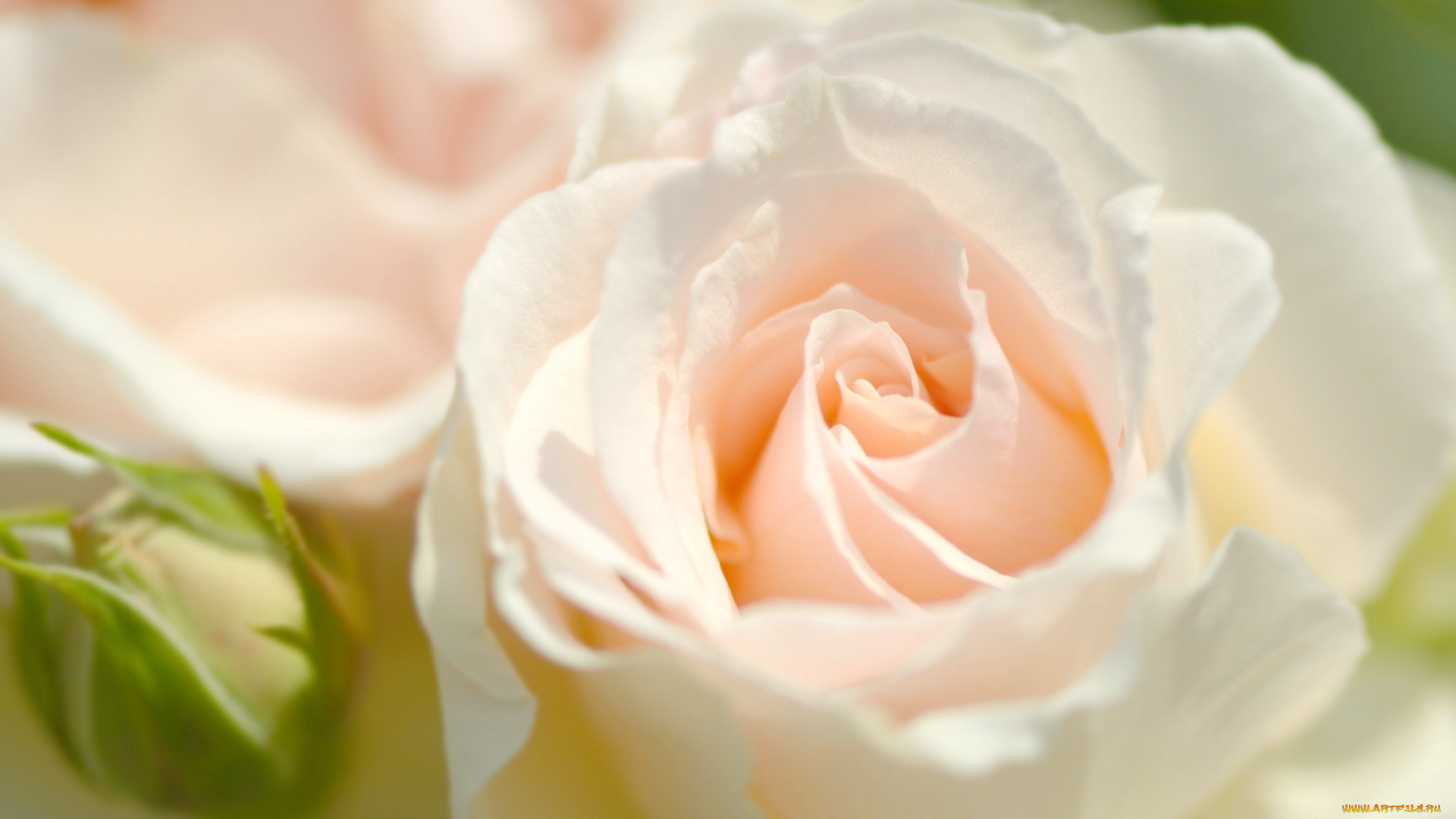 цветы, розы, роза, бутон, лепестки, макро, нежность