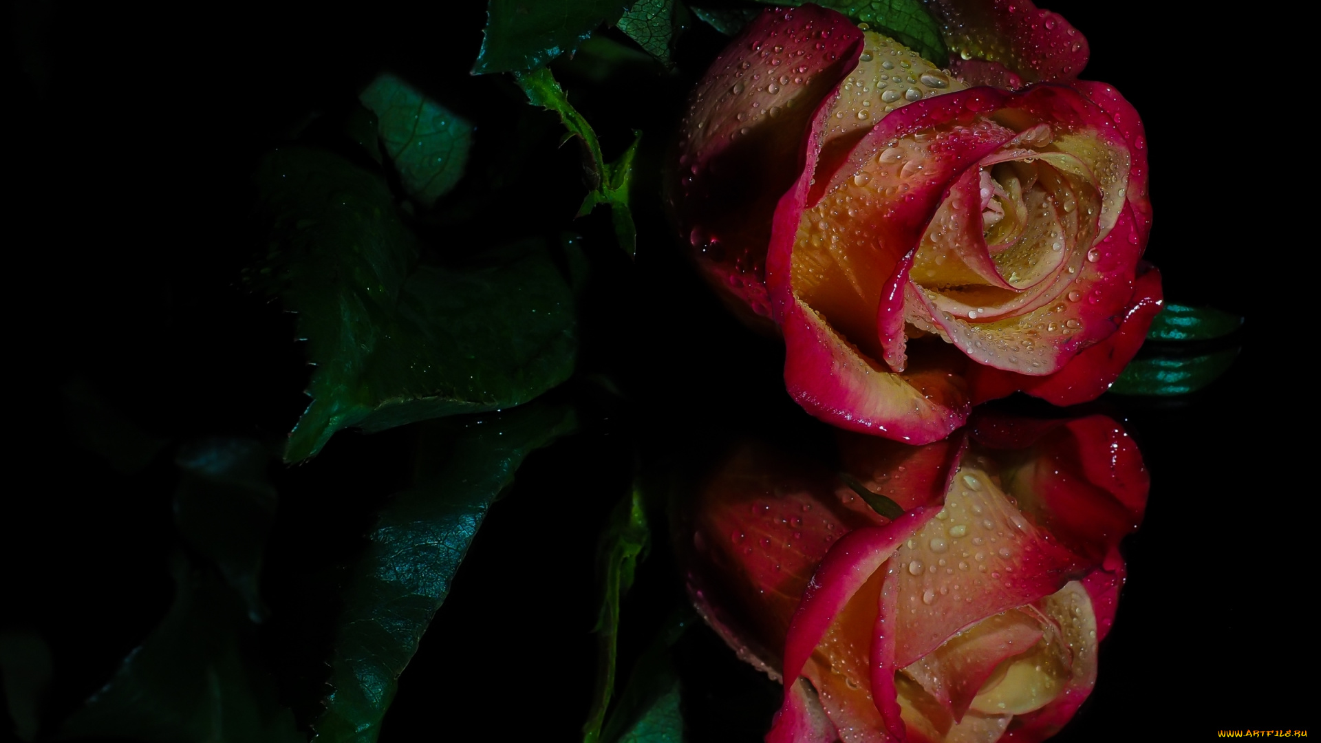 цветы, розы, роза, капли, отражение, бутон