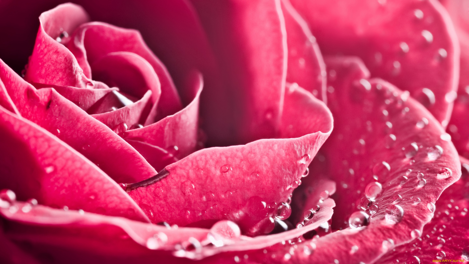 цветы, розы, роза, макро, лепестки, бутон, розовый, капли, роса, вода