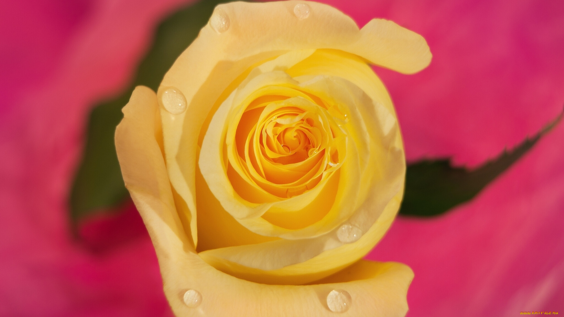 цветы, розы, роза, жёлтая, макро, фон, капли, бутон