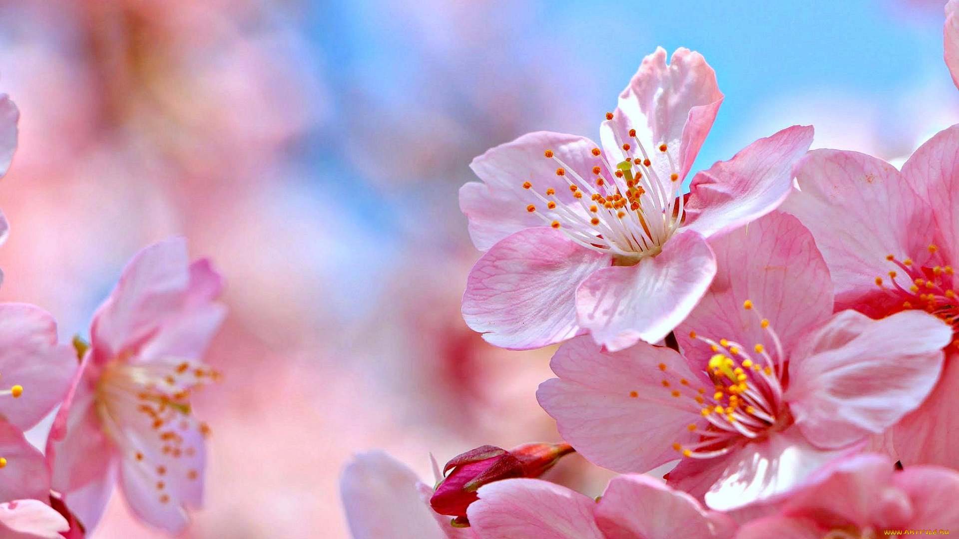 цветы, сакура, , вишня, макро, природа, цветение, цветки, вишня