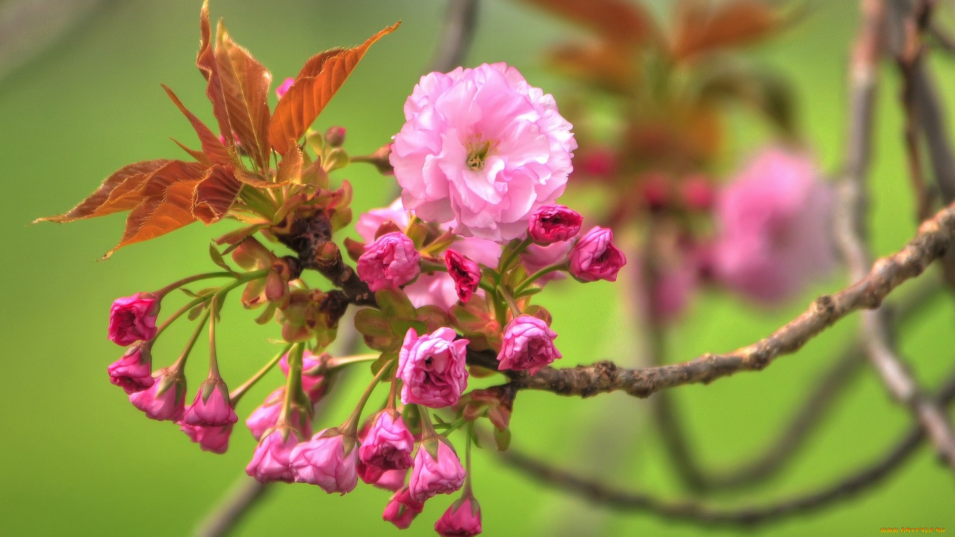 цветы, сакура, , вишня, весна, цветение, ветка, листья, бутоны