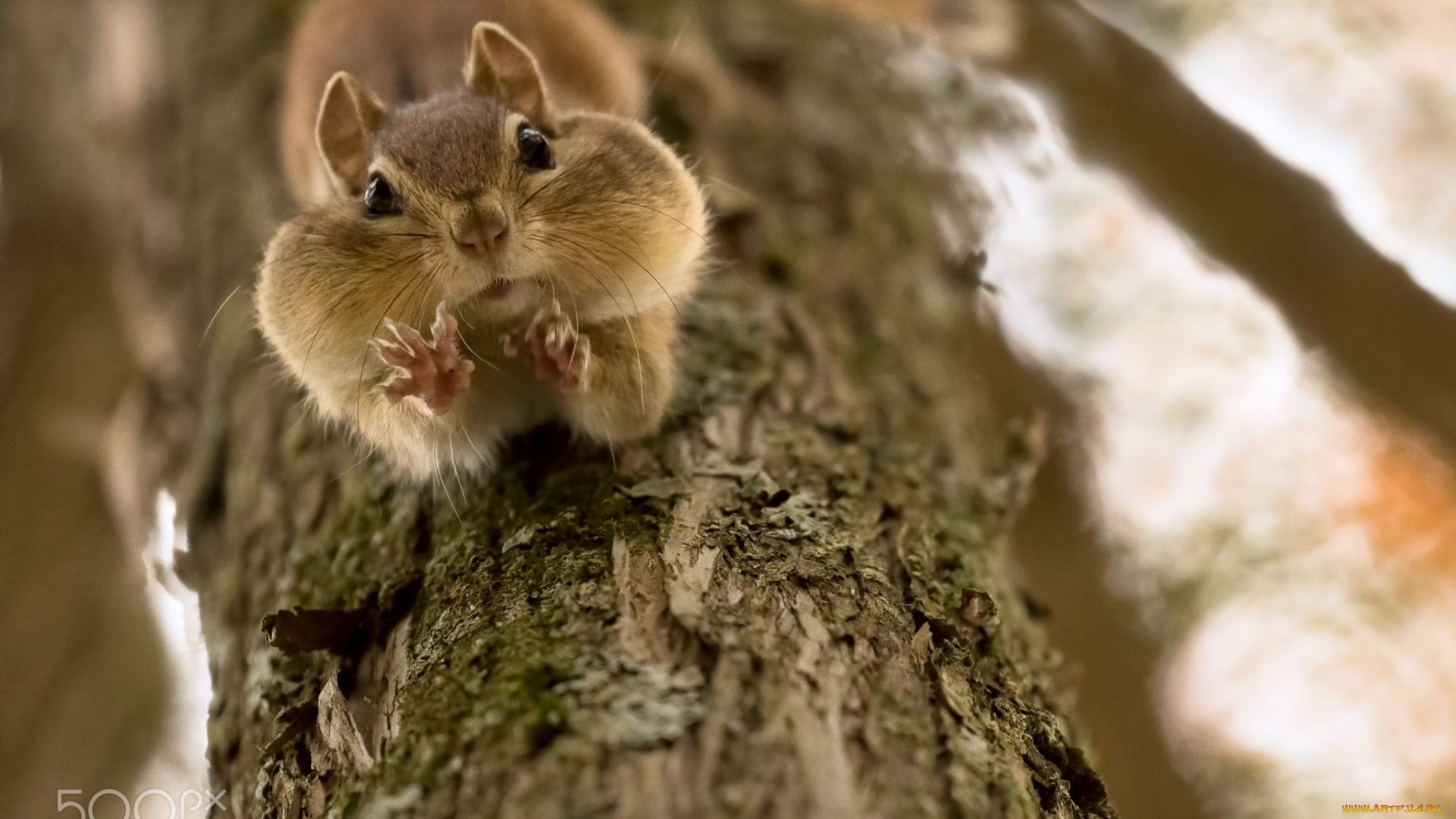 животные, бурундуки, лапки, бурундук, дерево