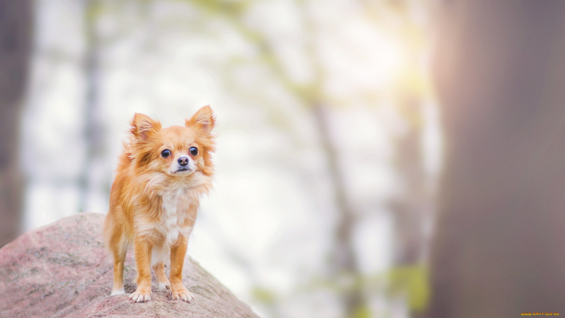 животные, собаки, друг, взгляд, собака, фон