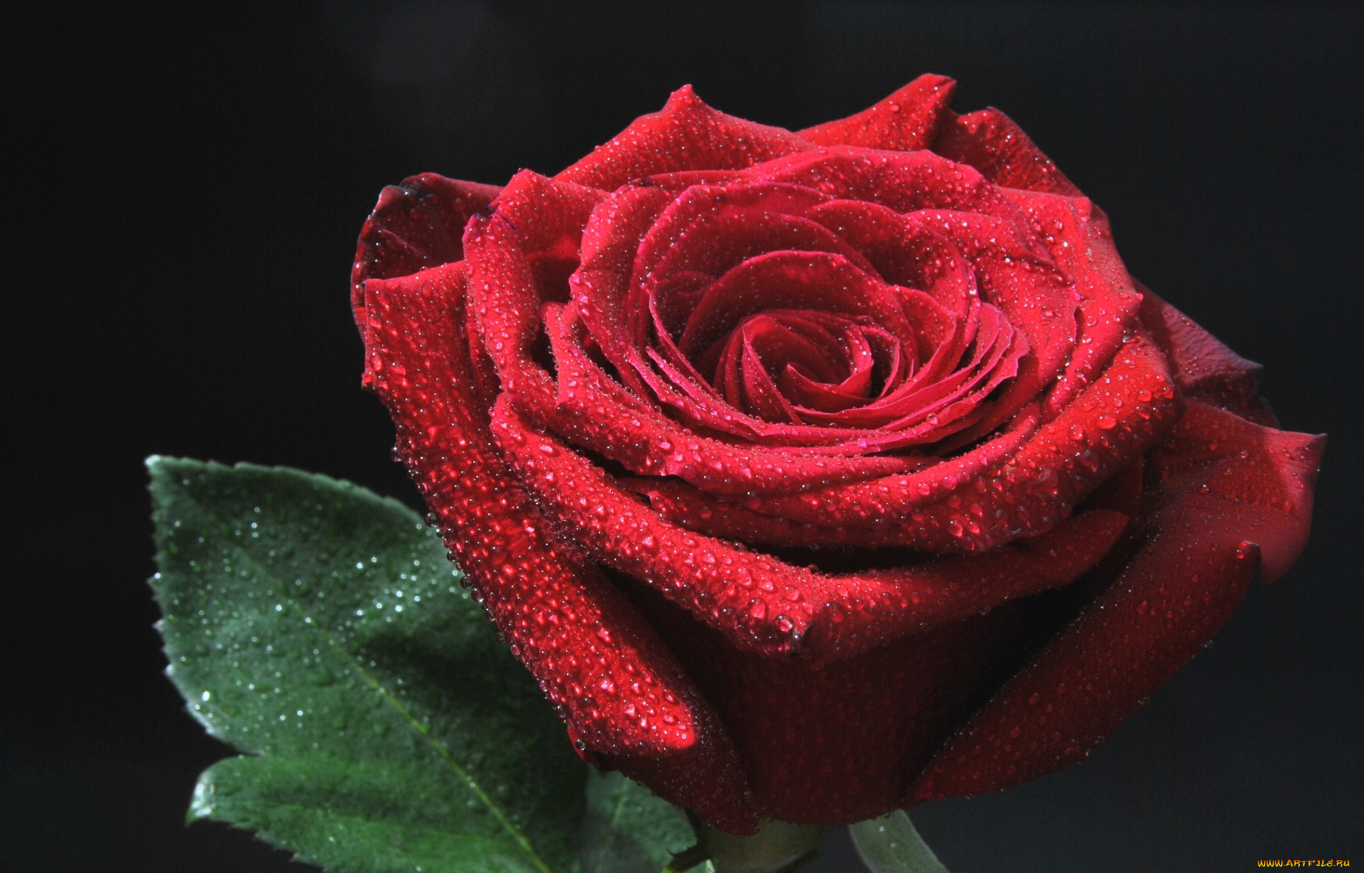 цветы, розы, красный, бутон, роза, капли
