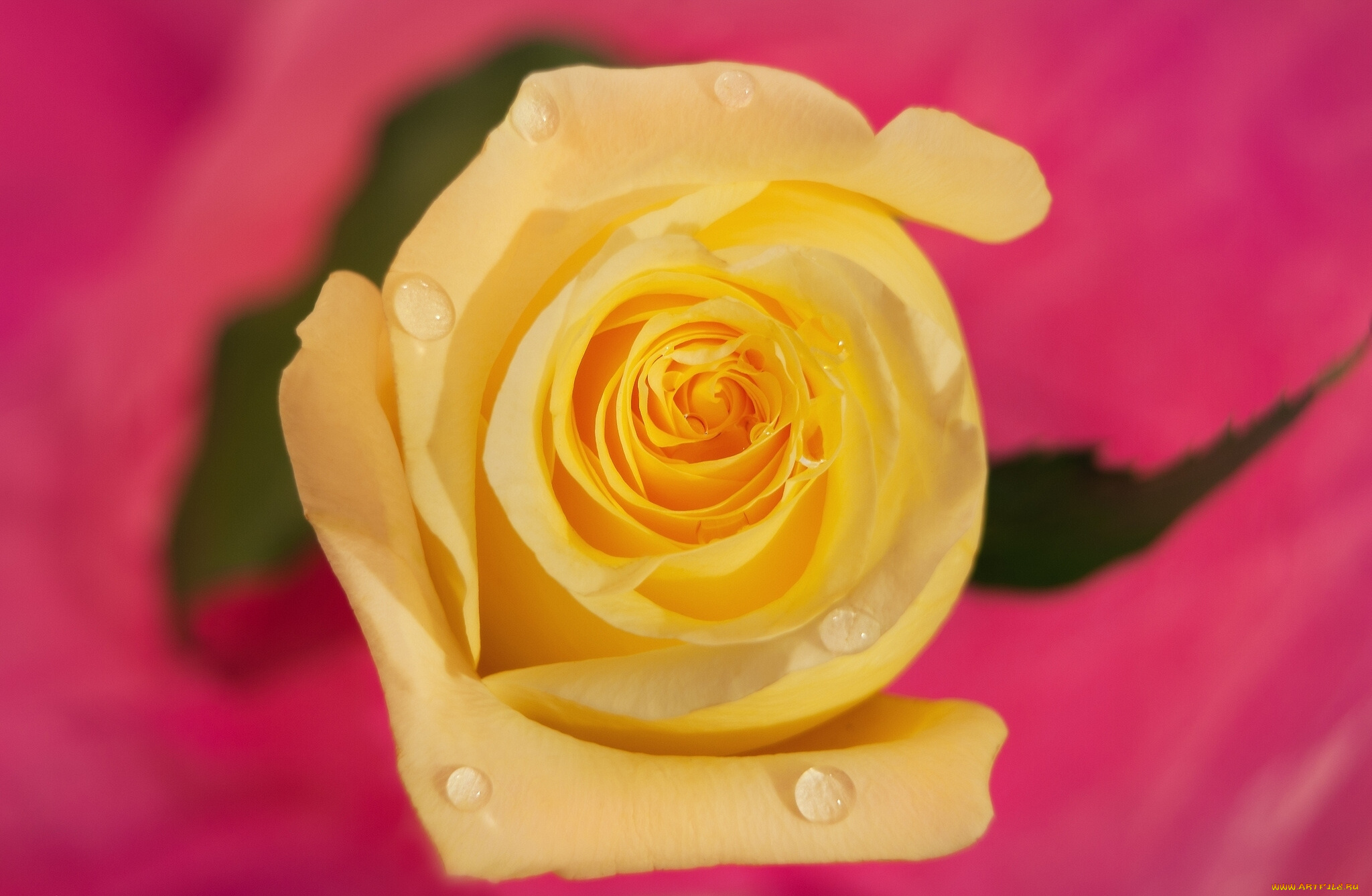 цветы, розы, роза, жёлтая, макро, фон, капли, бутон