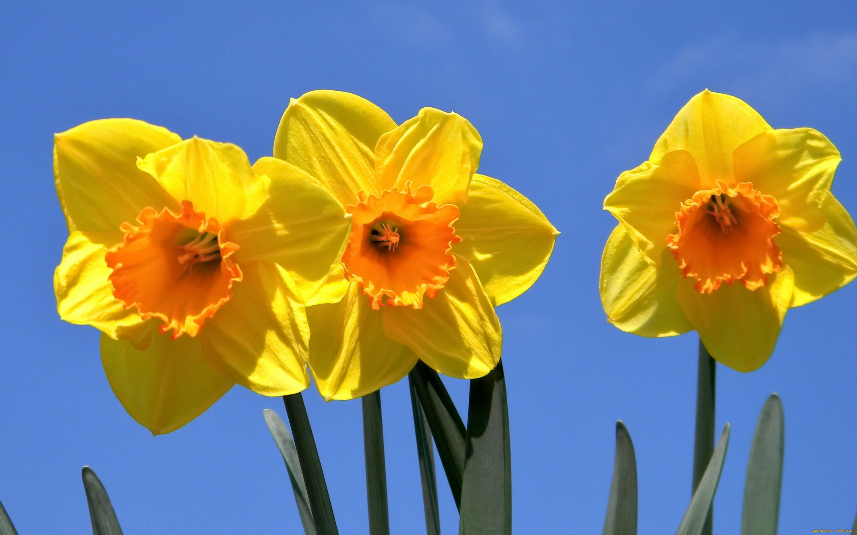 цветы, нарциссы, трио, небо, макро