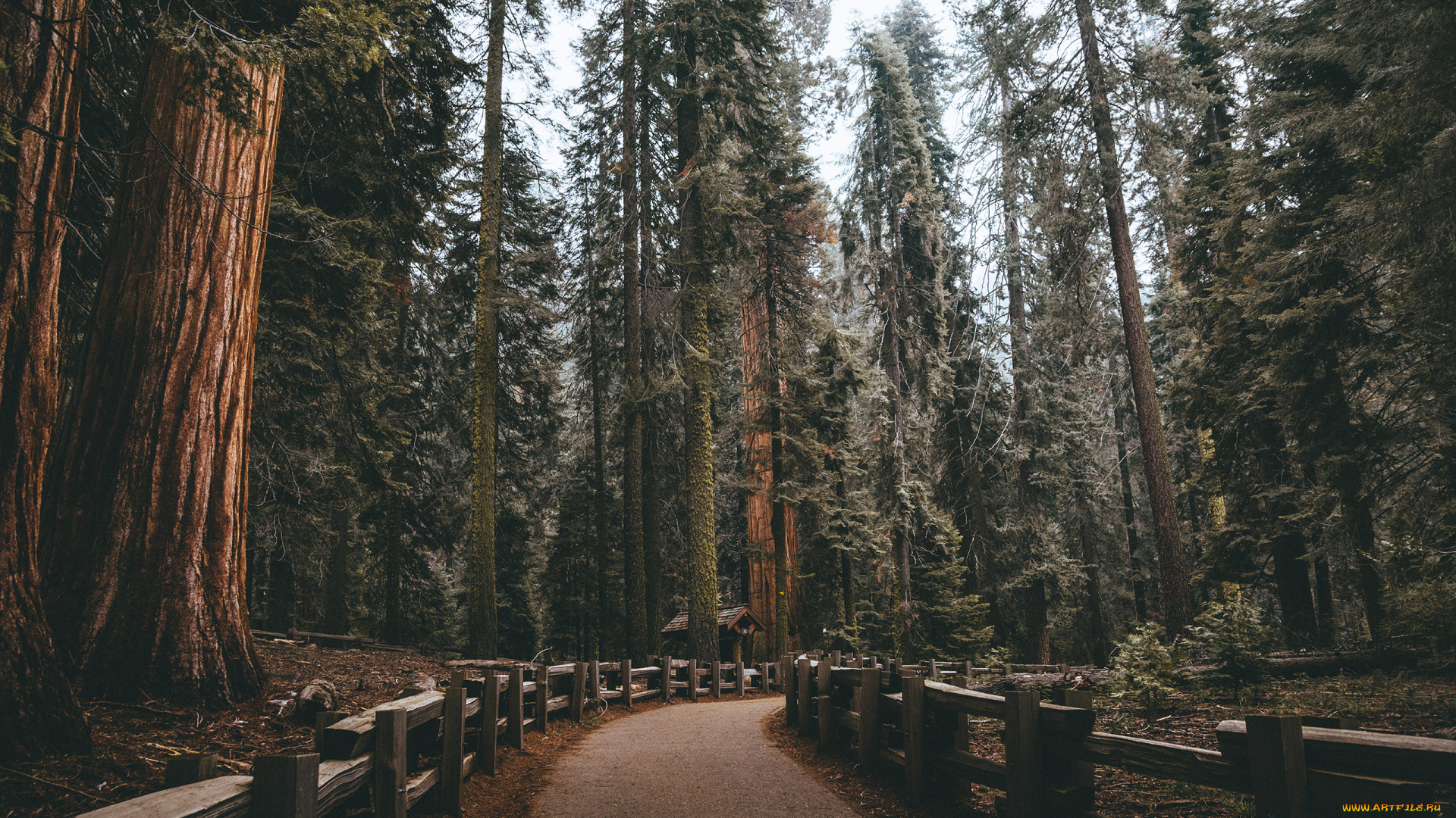 природа, дороги, лес, дорога