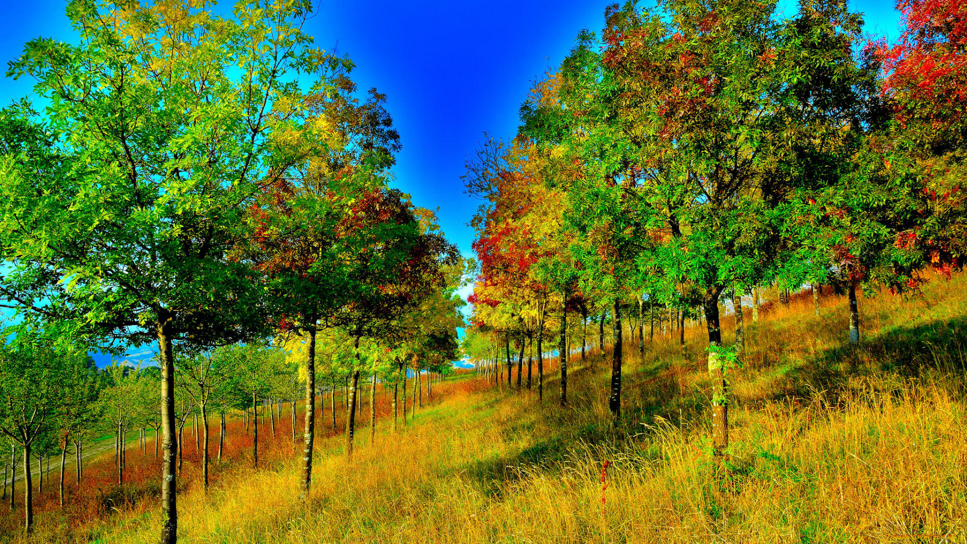 природа, лес, осень, деревья, косогор, пейзаж, холм