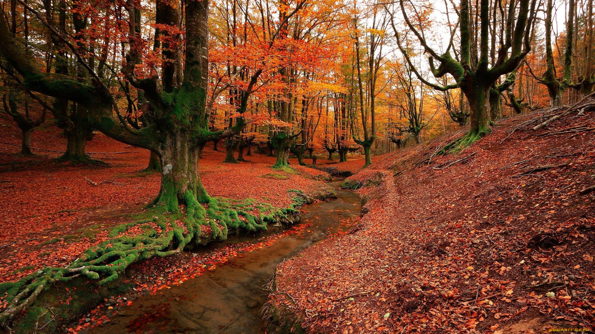 природа, лес, речка, spain, bizkaia, otzarreta