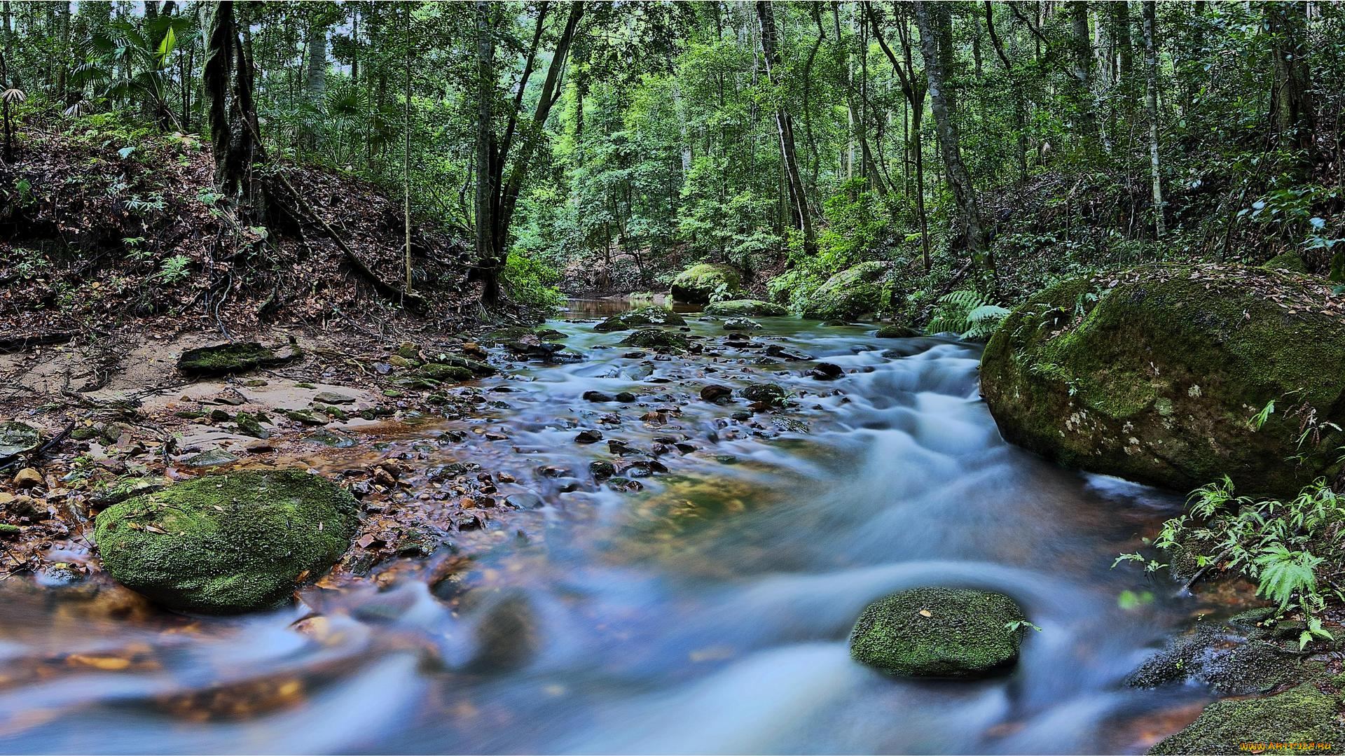природа, реки, озера, деревья, река, лес