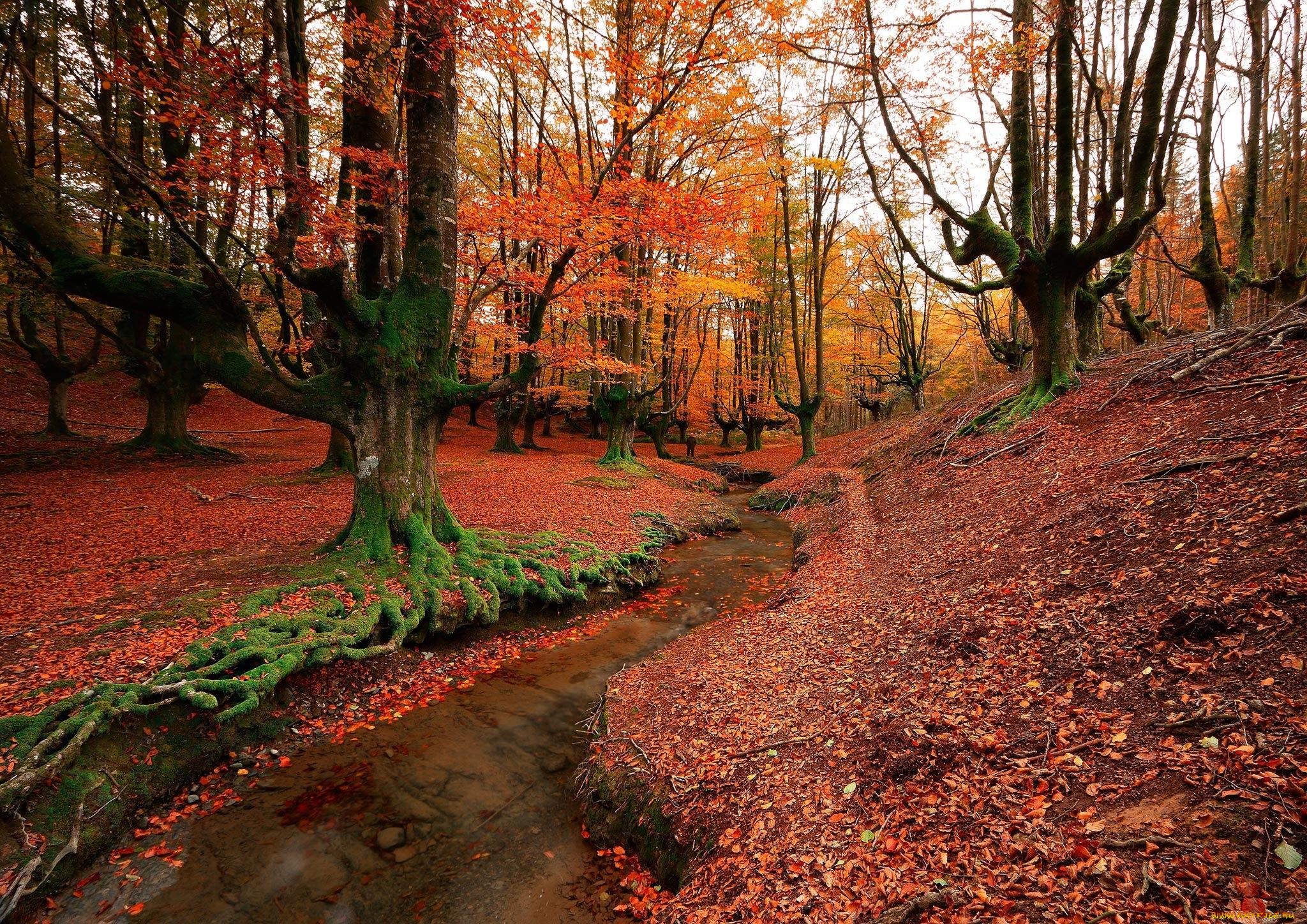 природа, лес, речка, spain, bizkaia, otzarreta