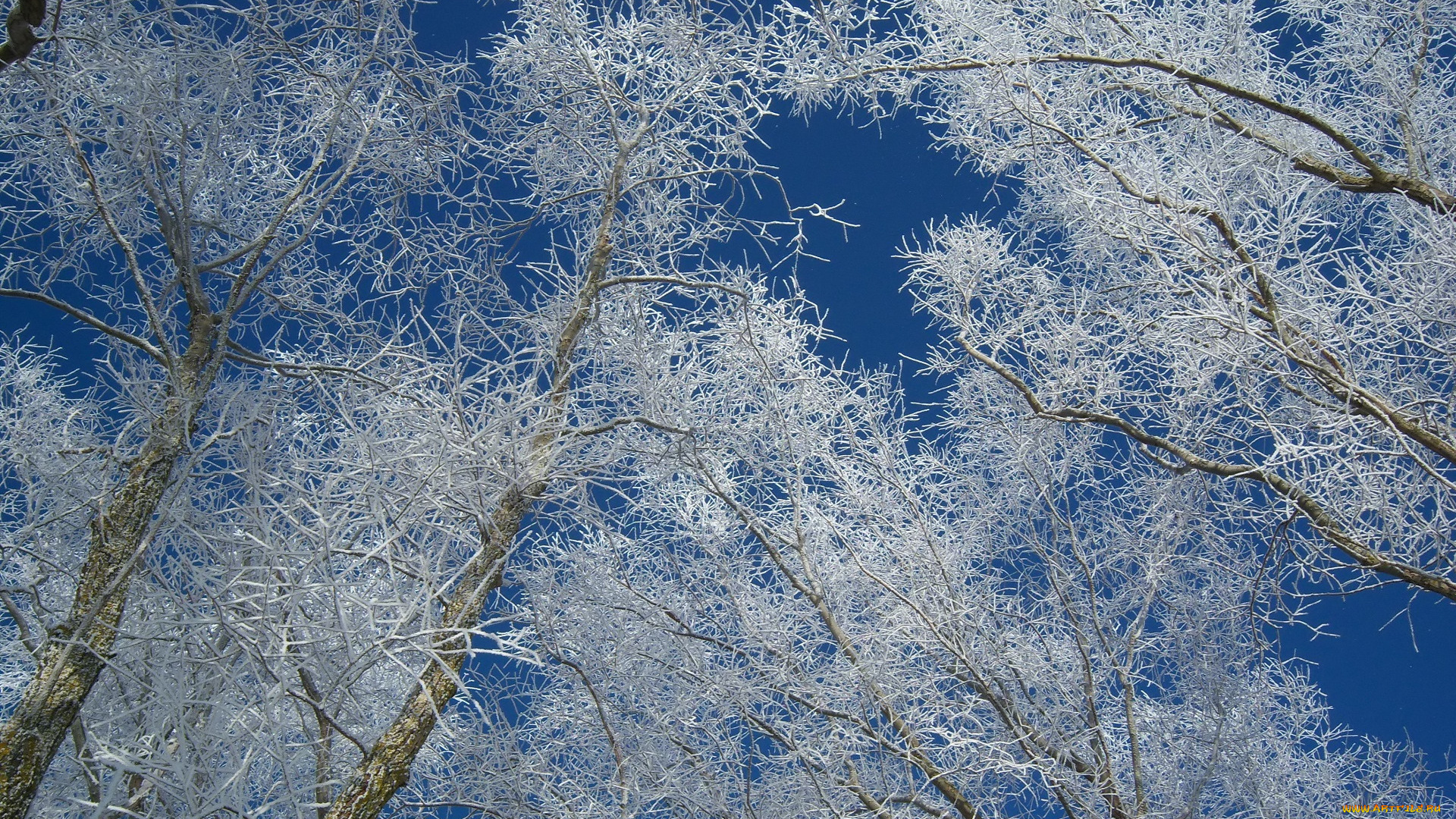 природа, деревья, дерево, ветки, снег