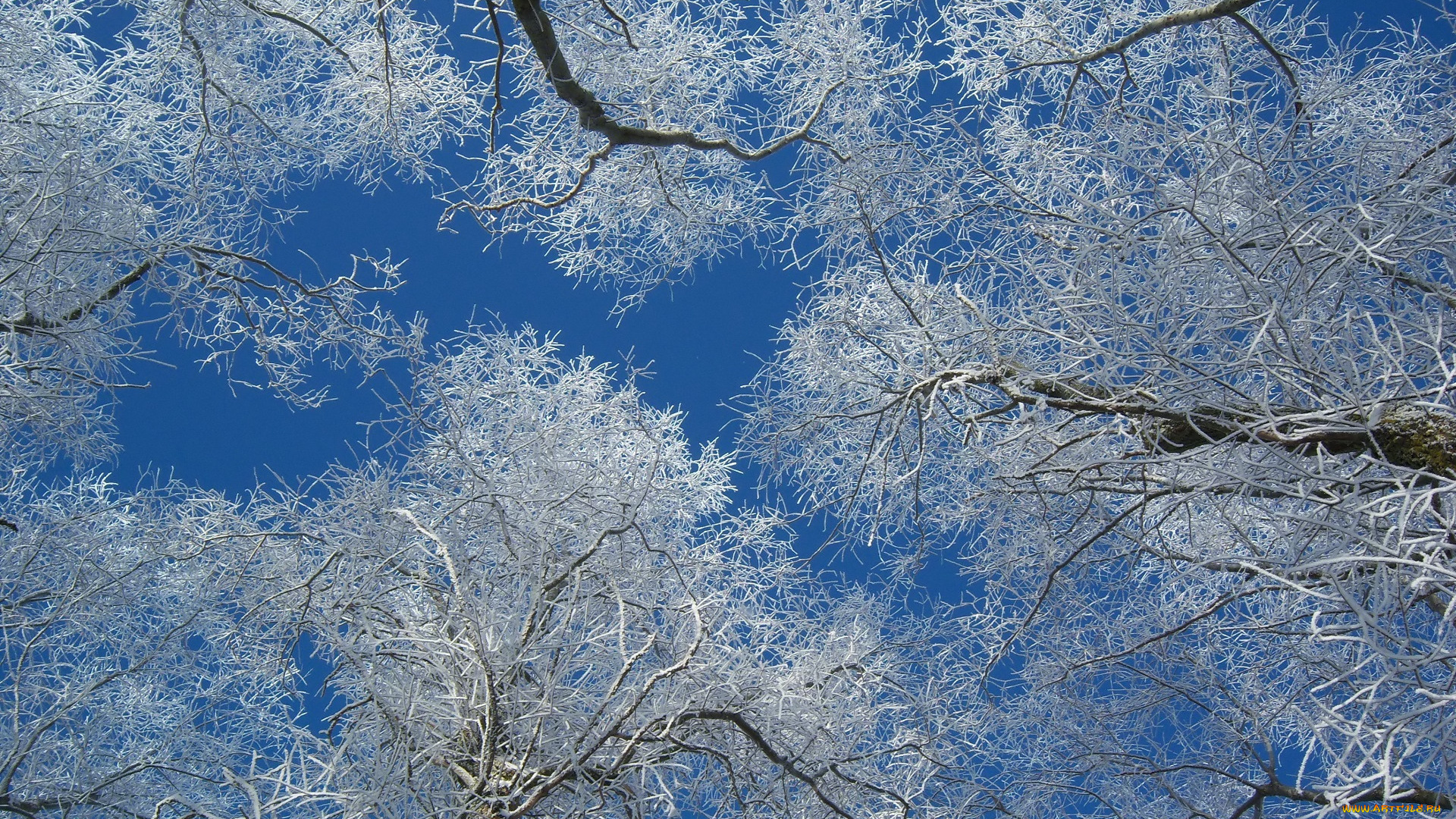 природа, деревья, дерево, ветки, снег