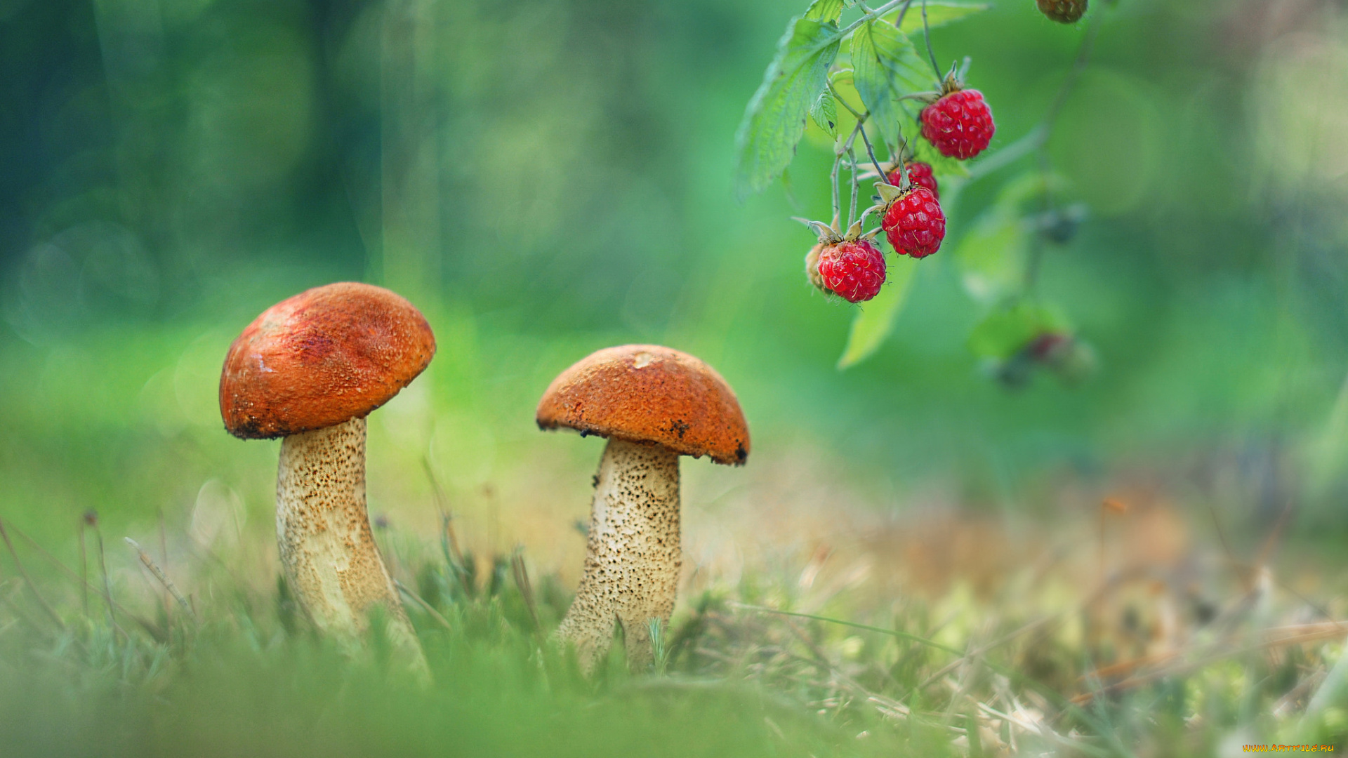природа, грибы, ягода, гриб