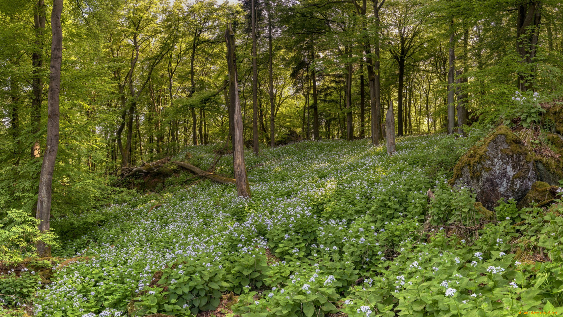 природа, лес, простор